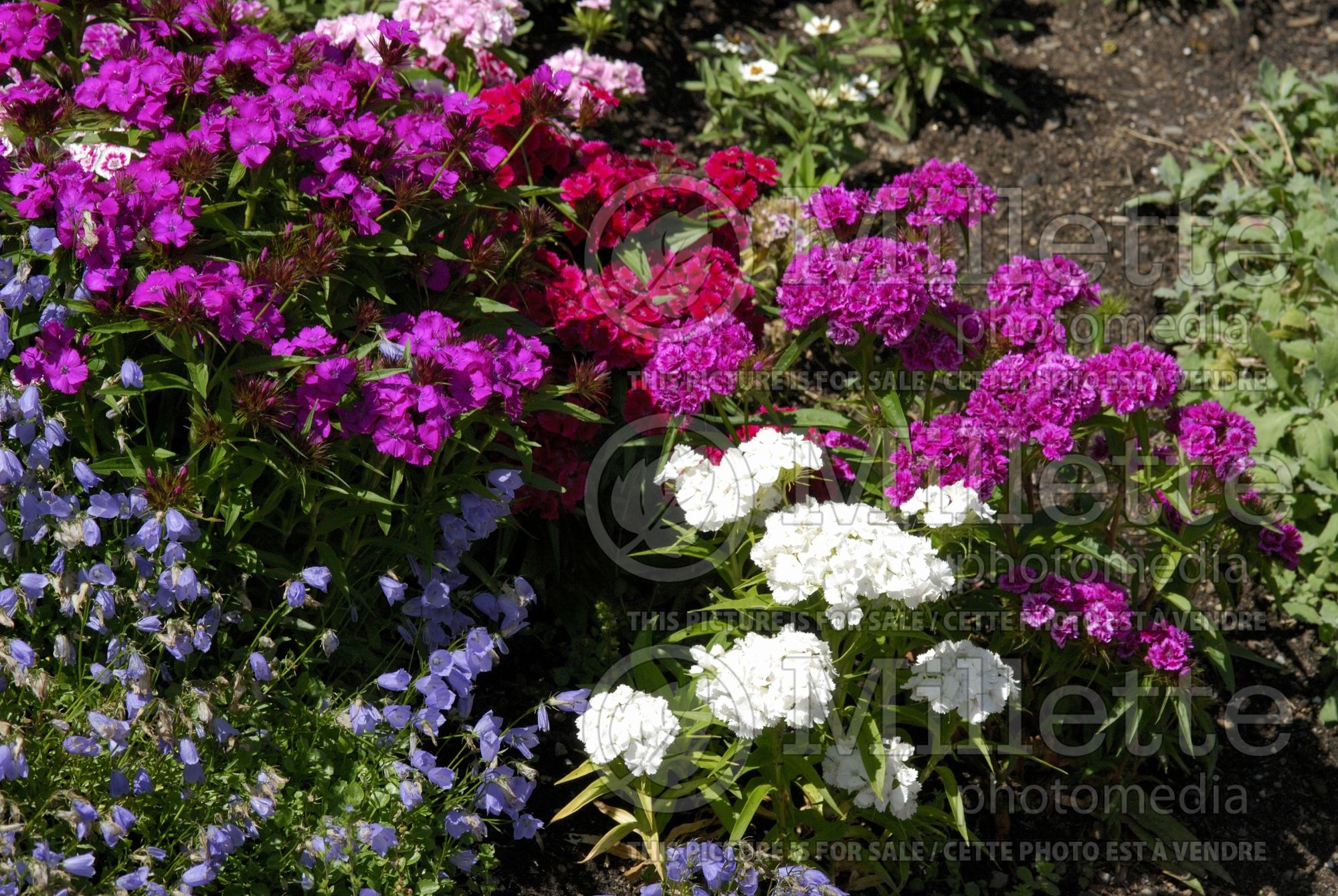 Dianthus barbatus (Garden Pinks sweet William) 1