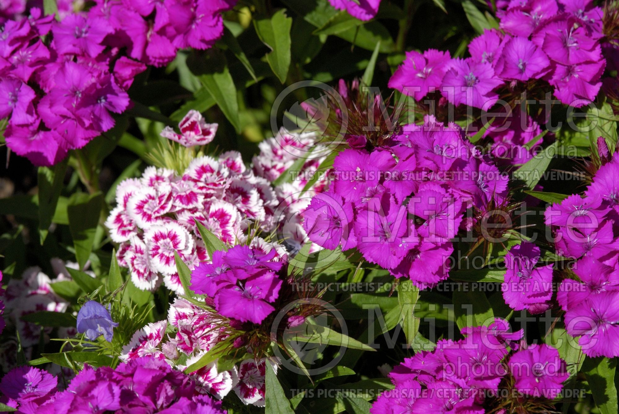 Dianthus barbatus (Garden Pinks sweet William) 2