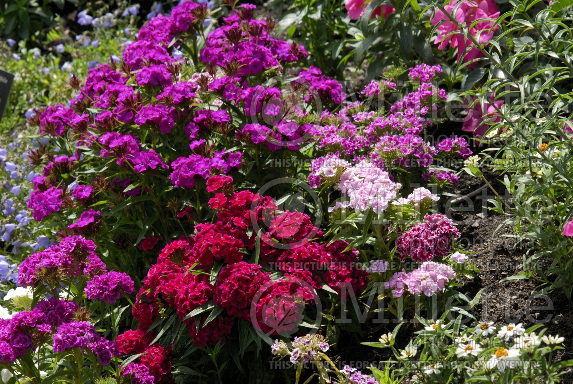 Dianthus barbatus (Garden Pinks sweet William) 3