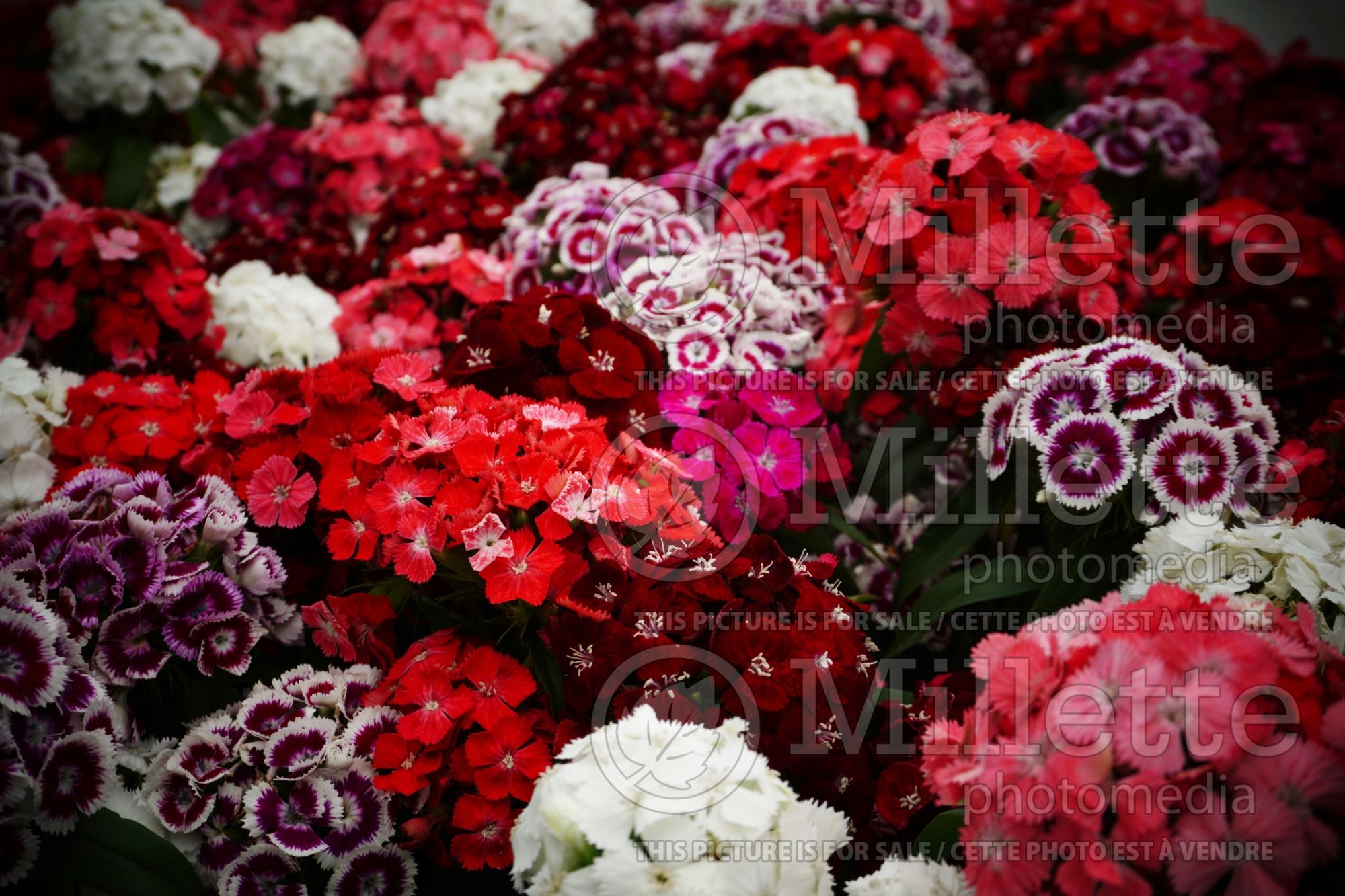 Dianthus barbatus (Garden Pinks sweet William) 4