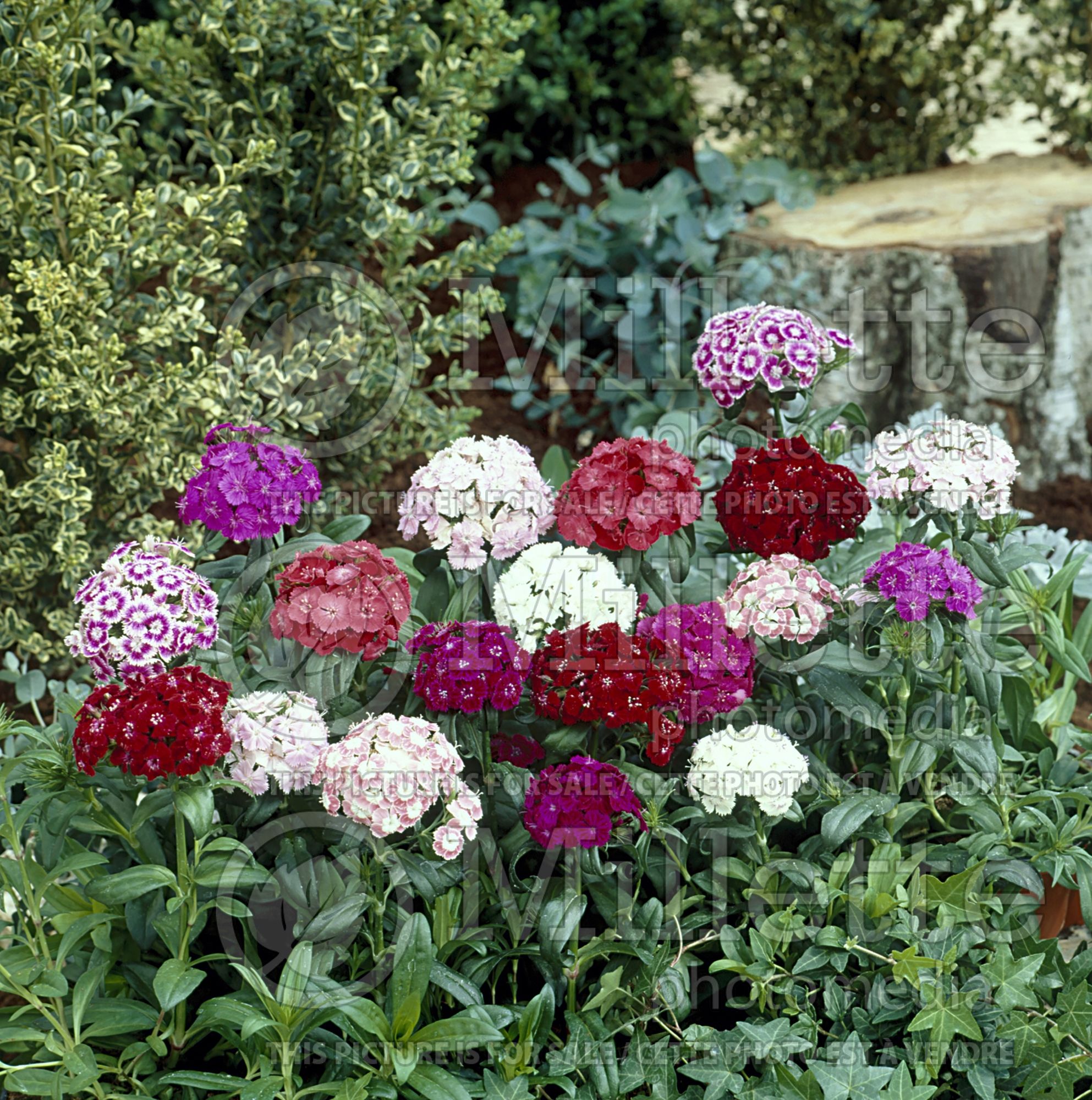 Dianthus Noverna Mix (Garden Pinks sweet William - Œillet) 1