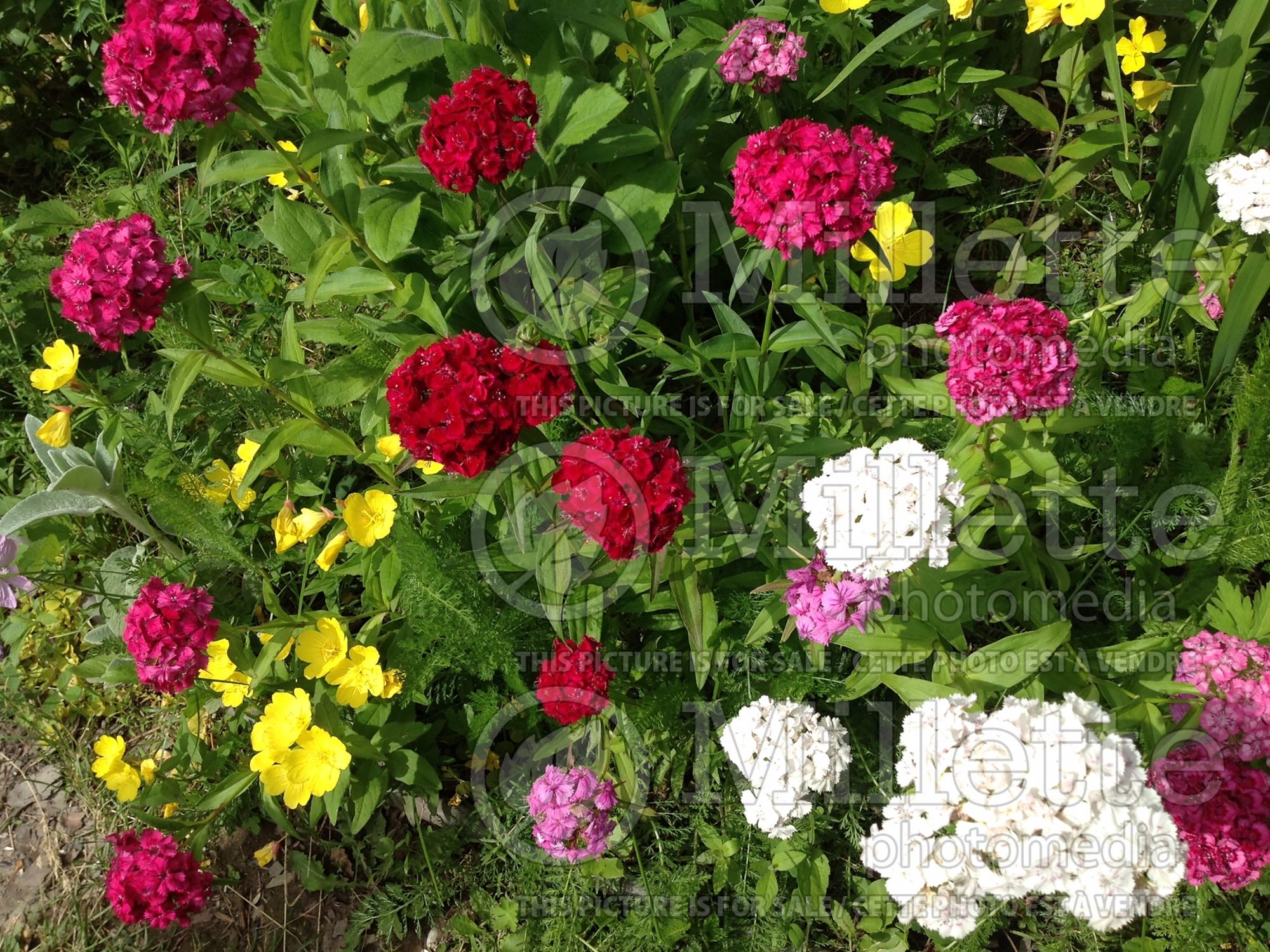 Dianthus chinensis (Carnation China Pinks) 1