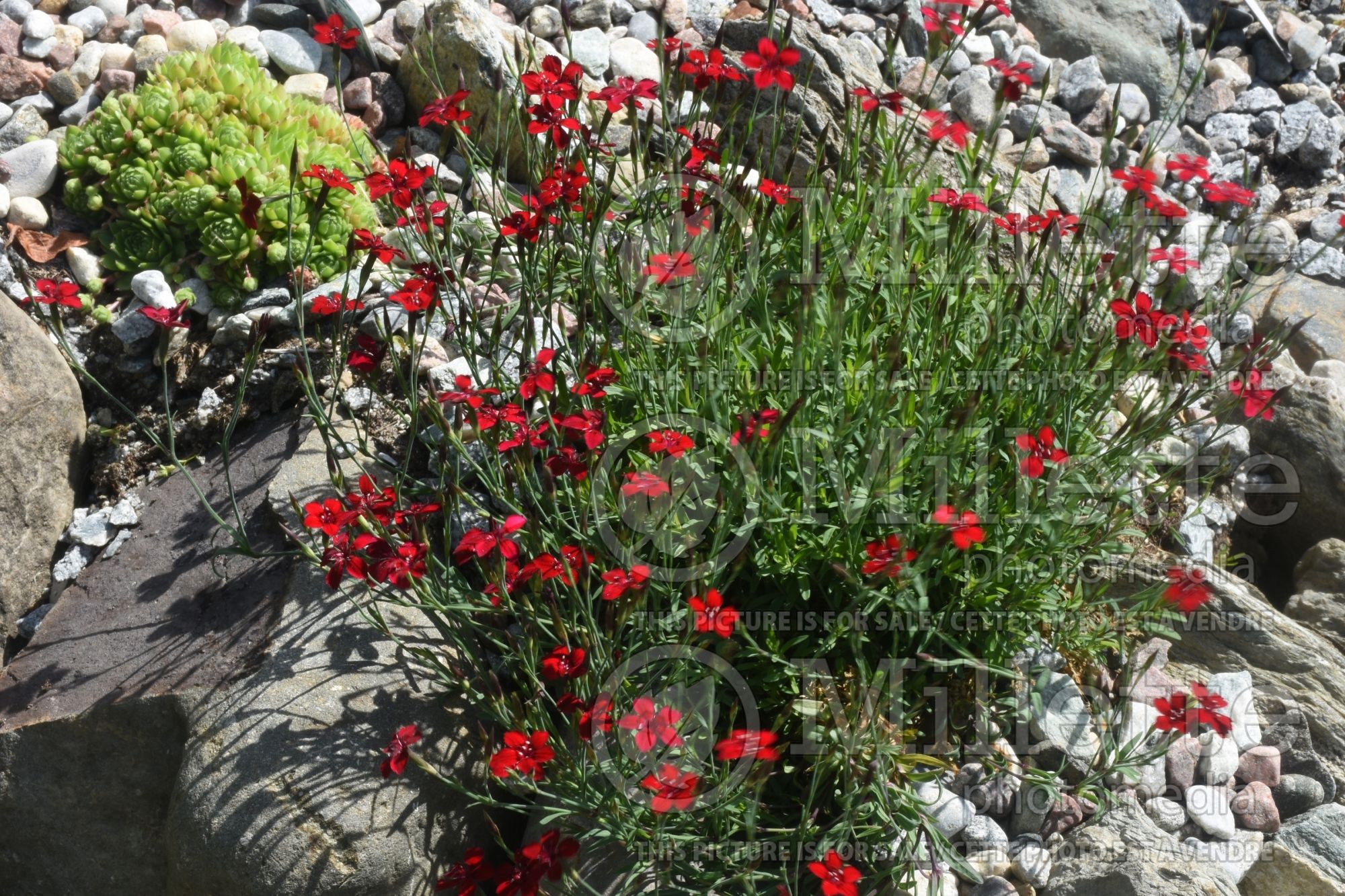 Dianthus Flashing Light aka Leuchtfunk (Garden Pinks) 5