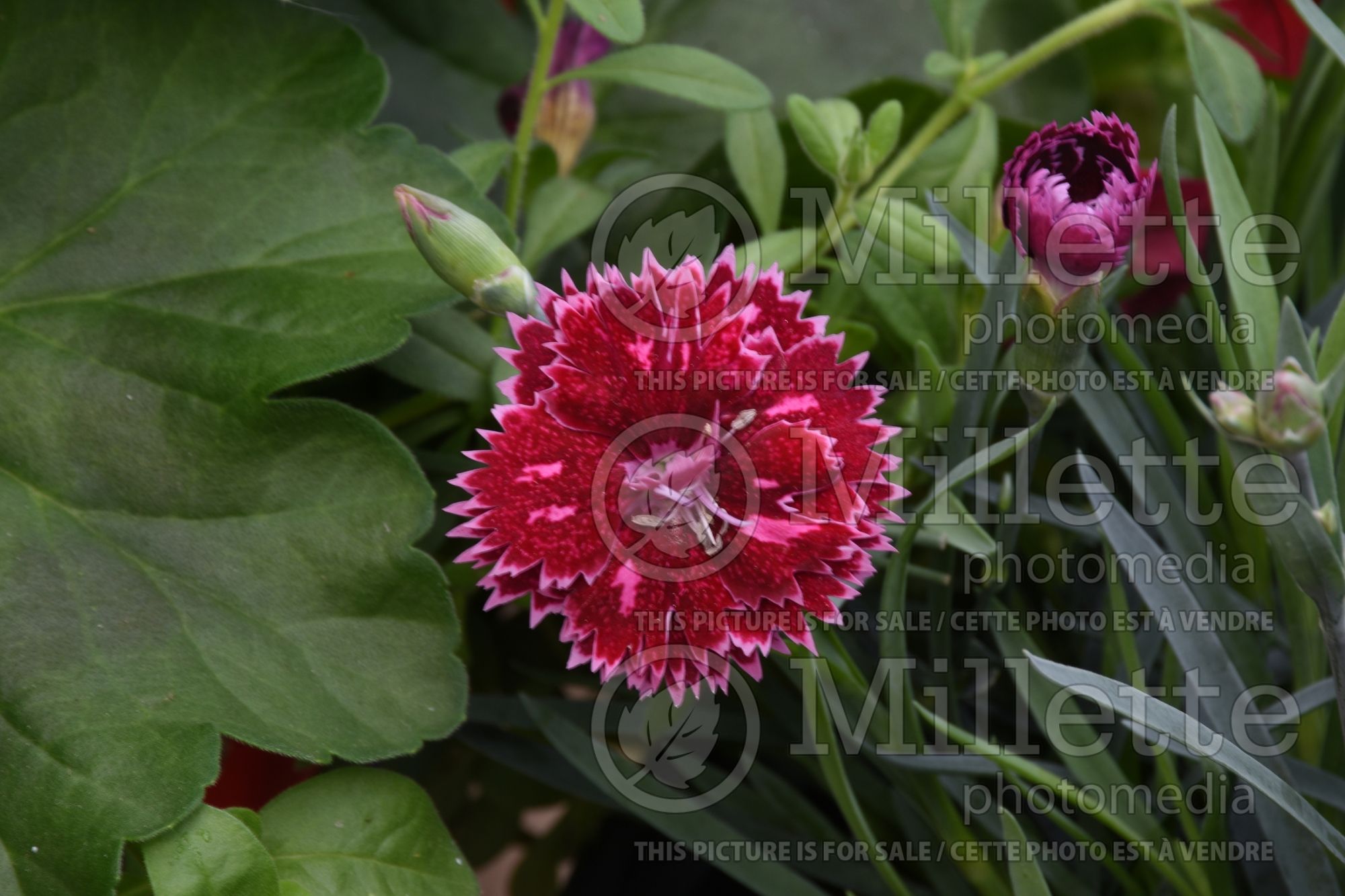 Dianthus Fruit Punch Black Cherry Frost (Pinks) 2