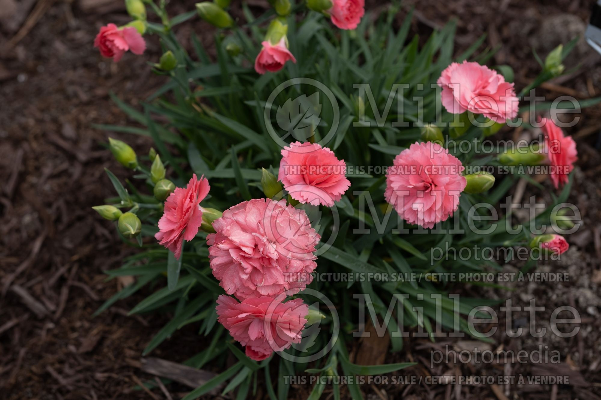 Dianthus Fruit Punch Classic Coral (Pink carnation mums) 1
