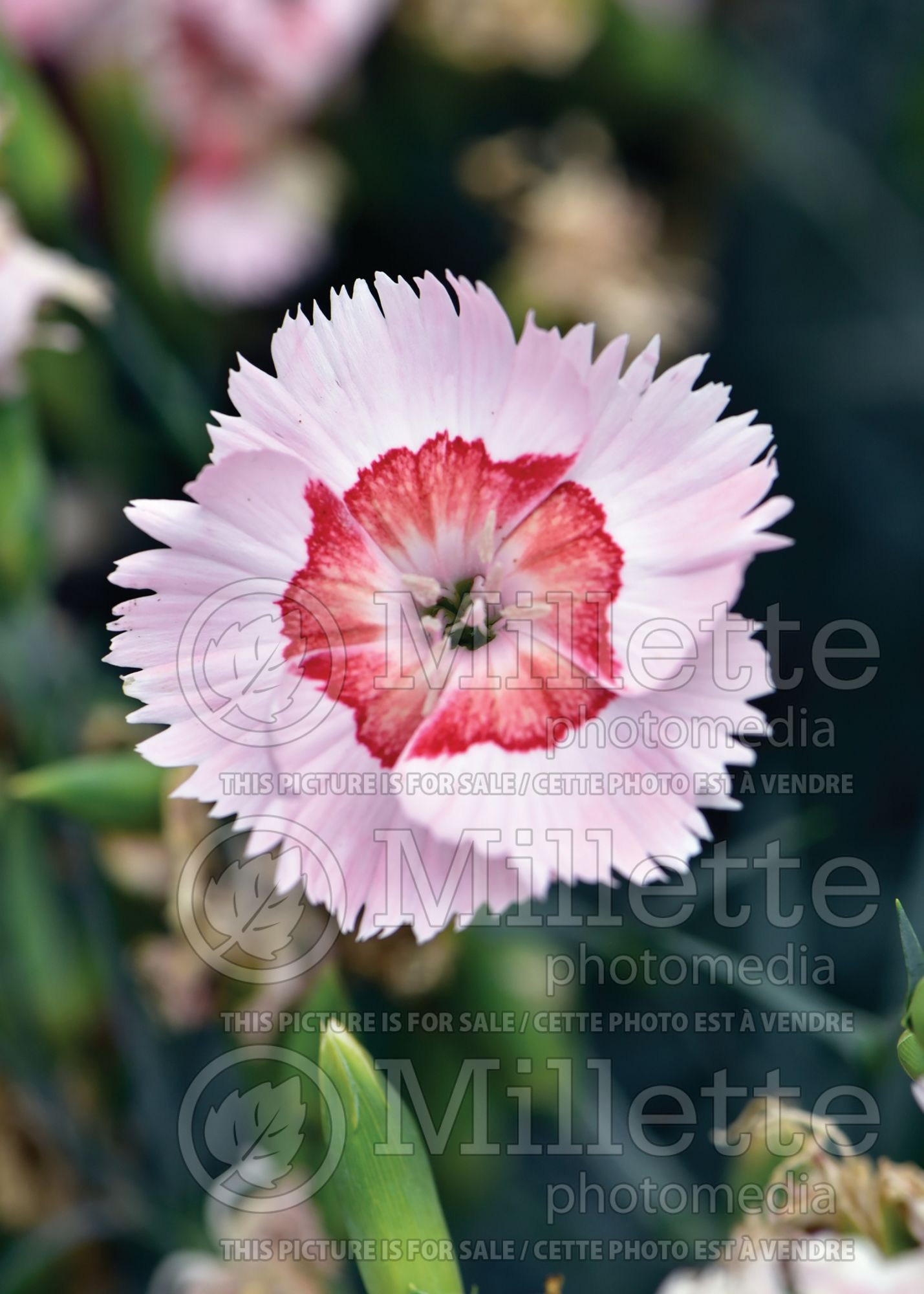 Dianthus Georgia Peach Pie (Carnation China Pinks) 1