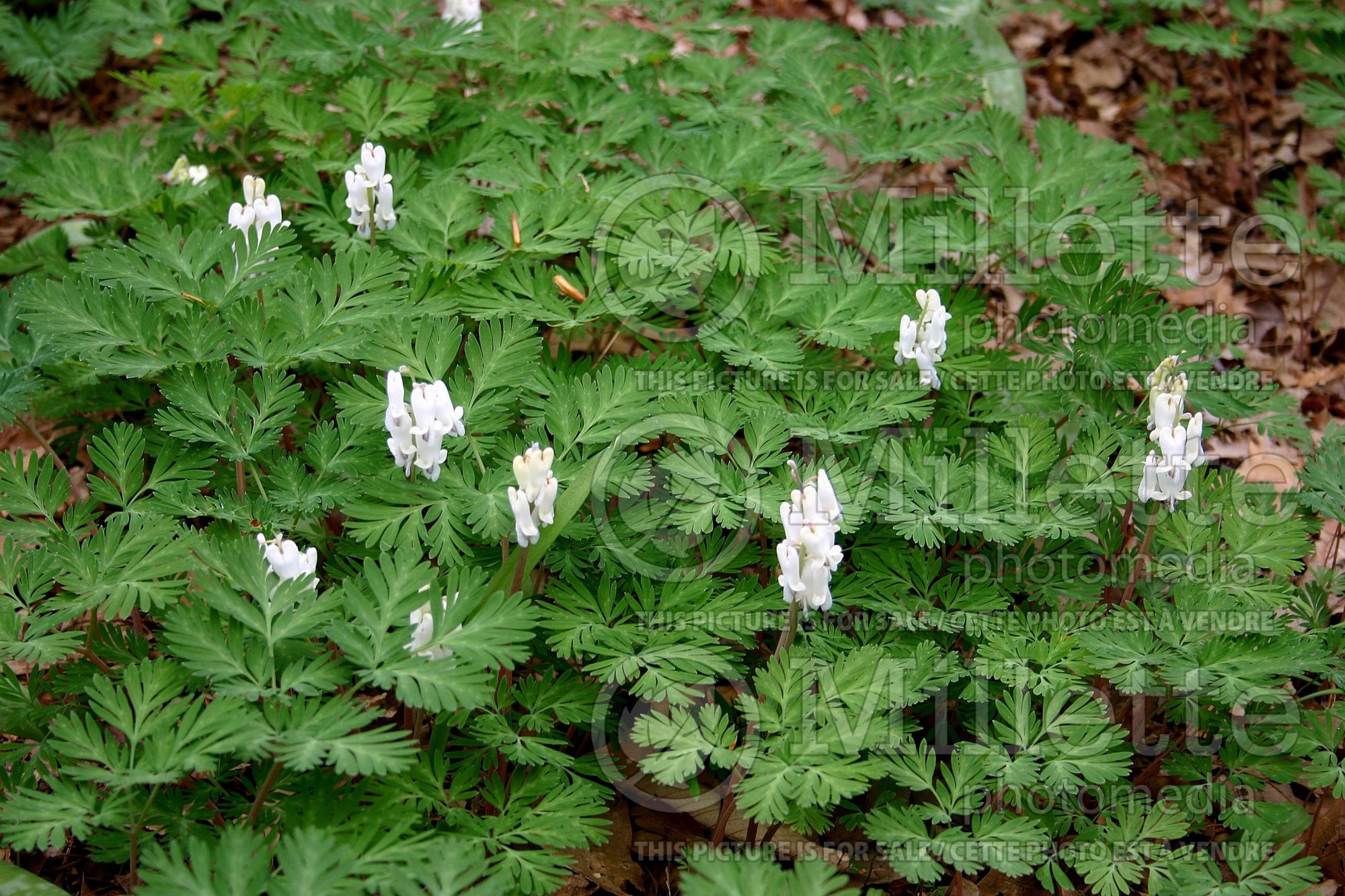 Dicentra canadensis (Bleeding heart squirrel corn) 1