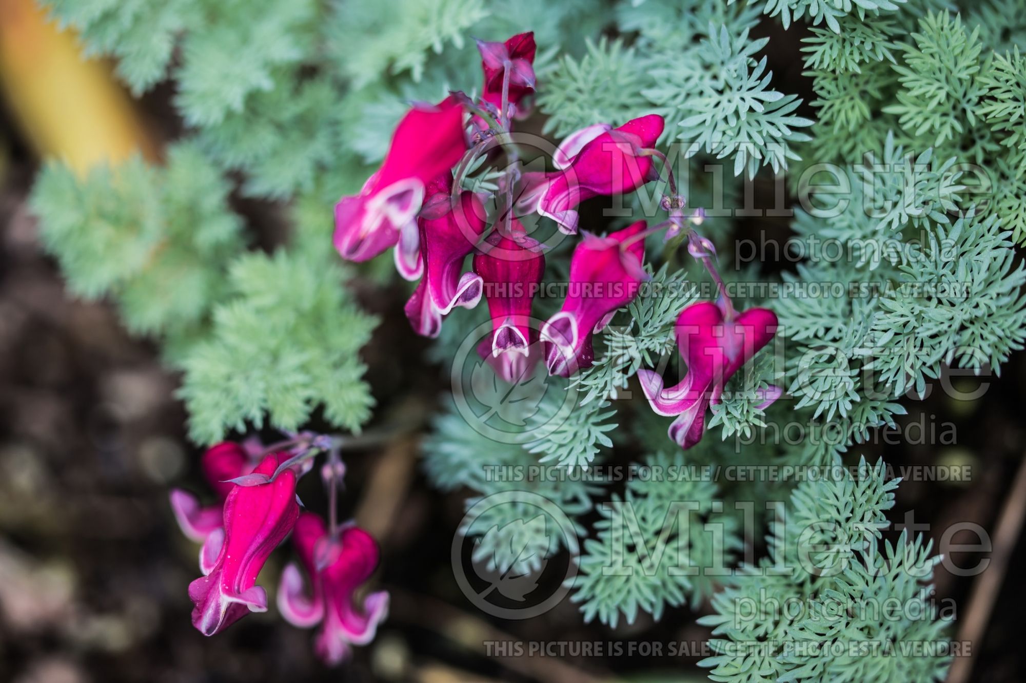 Dicentra Burning Hearts (Bleeding heart) 4