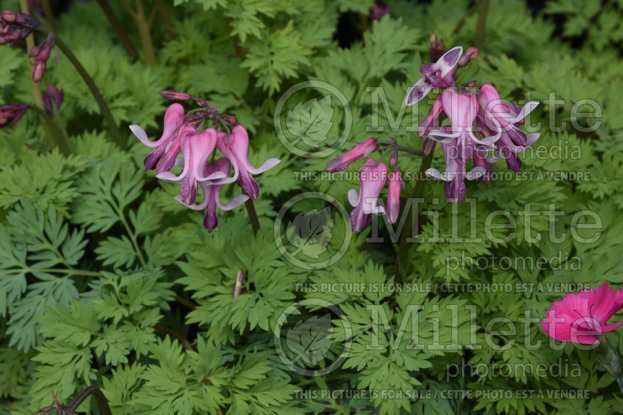 Dicentra Pink Diamonds (Bleeding heart) 1