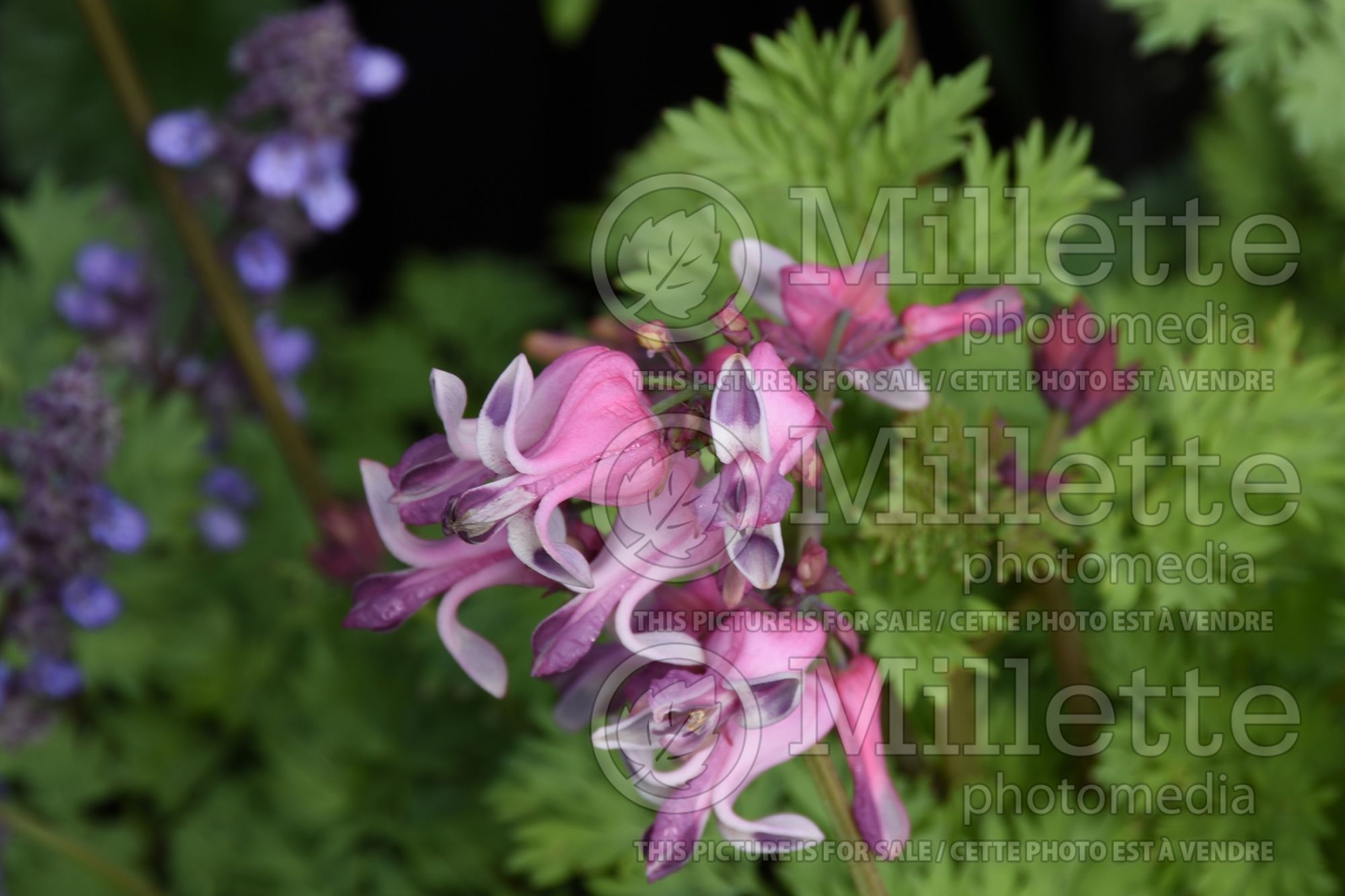 Dicentra Pink Diamonds (Bleeding heart) 2