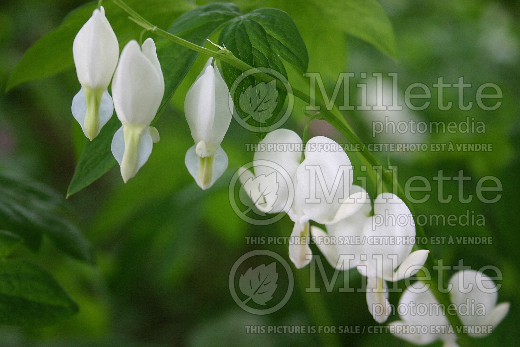 Lamprocapnos aka Dicentra Alba (Bleeding heart) 4