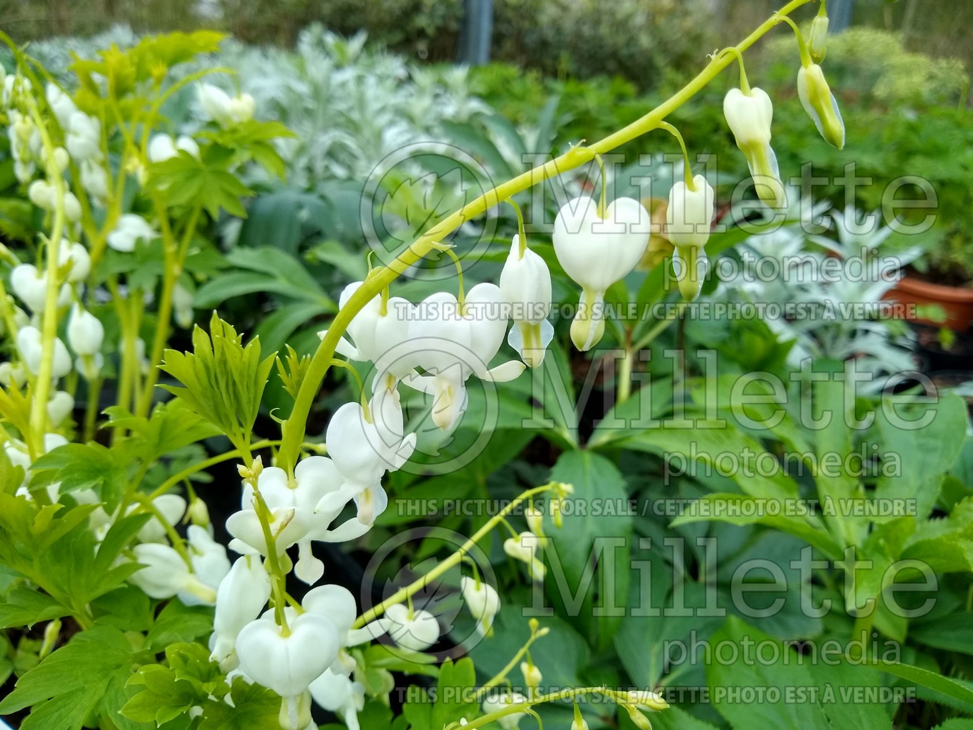 Lamprocapnos aka Dicentra Alba (Bleeding heart) 5