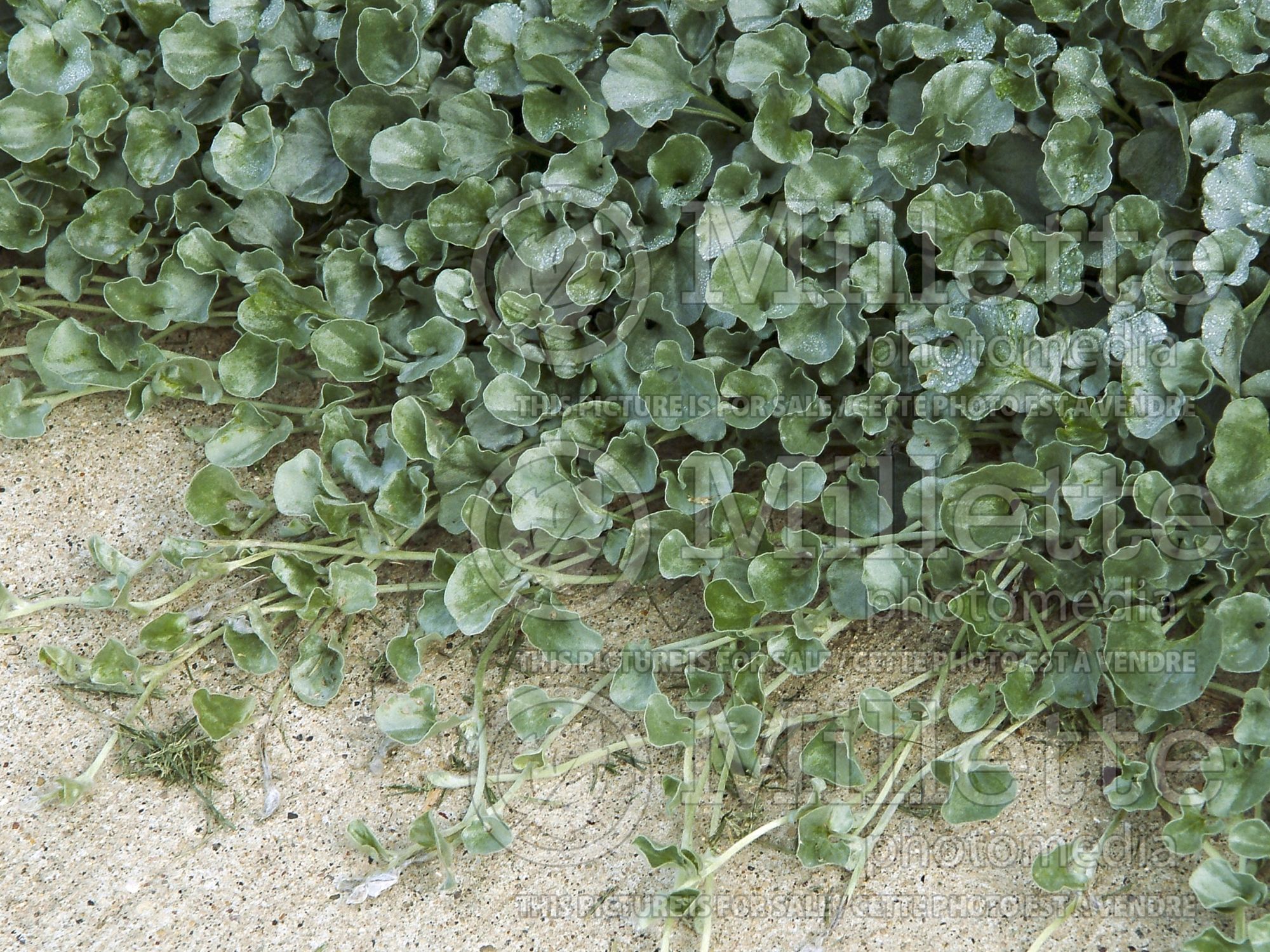 Dichondra Silver Falls (Silver ponysfoot or silver nickel vine) 3