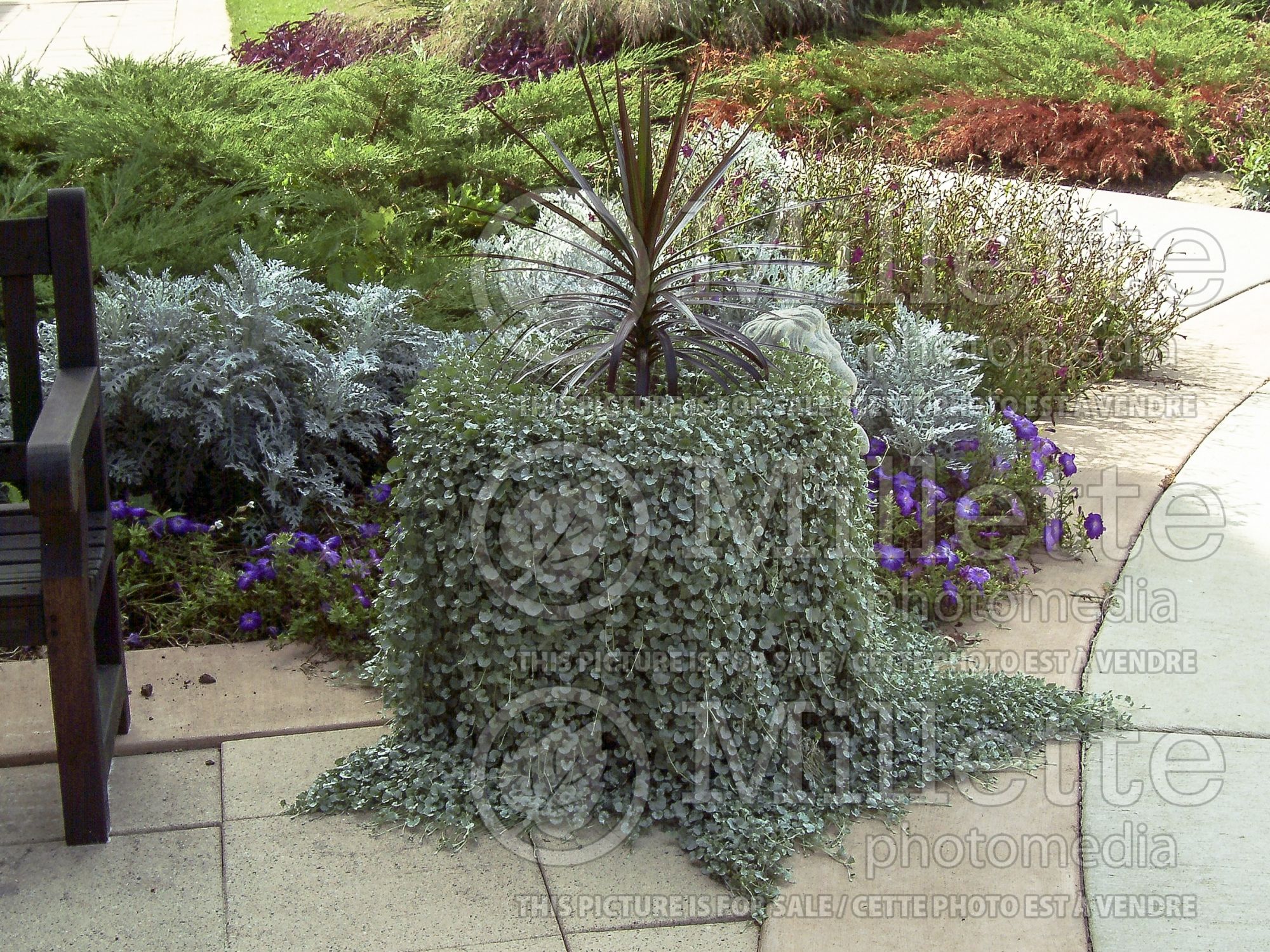 Dichondra Silver Falls (Silver ponysfoot or silver nickel vine) 4