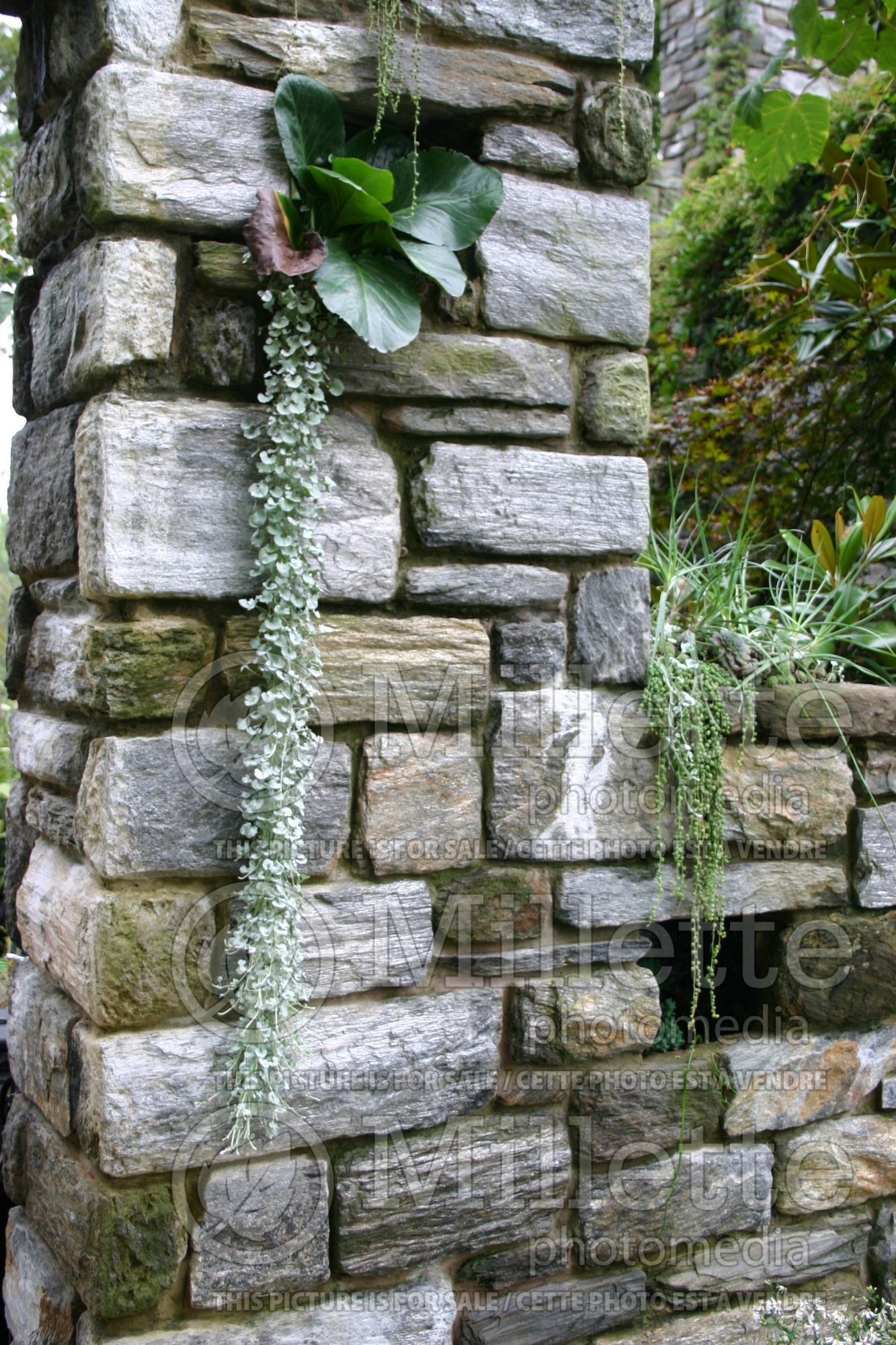 Dichondra Silver Falls (ilver ponysfoot or silver nickel vine) 1
