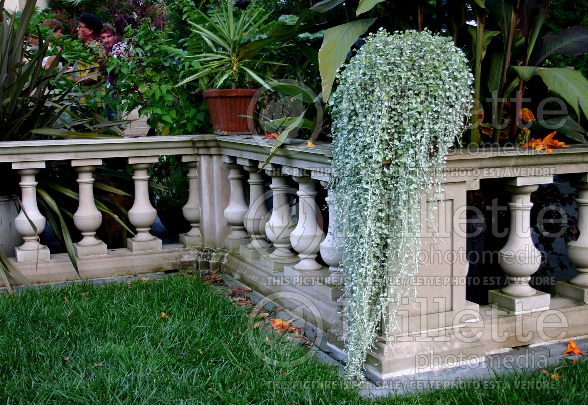 Dichondra Silver Falls (ilver ponysfoot or silver nickel vine) 2