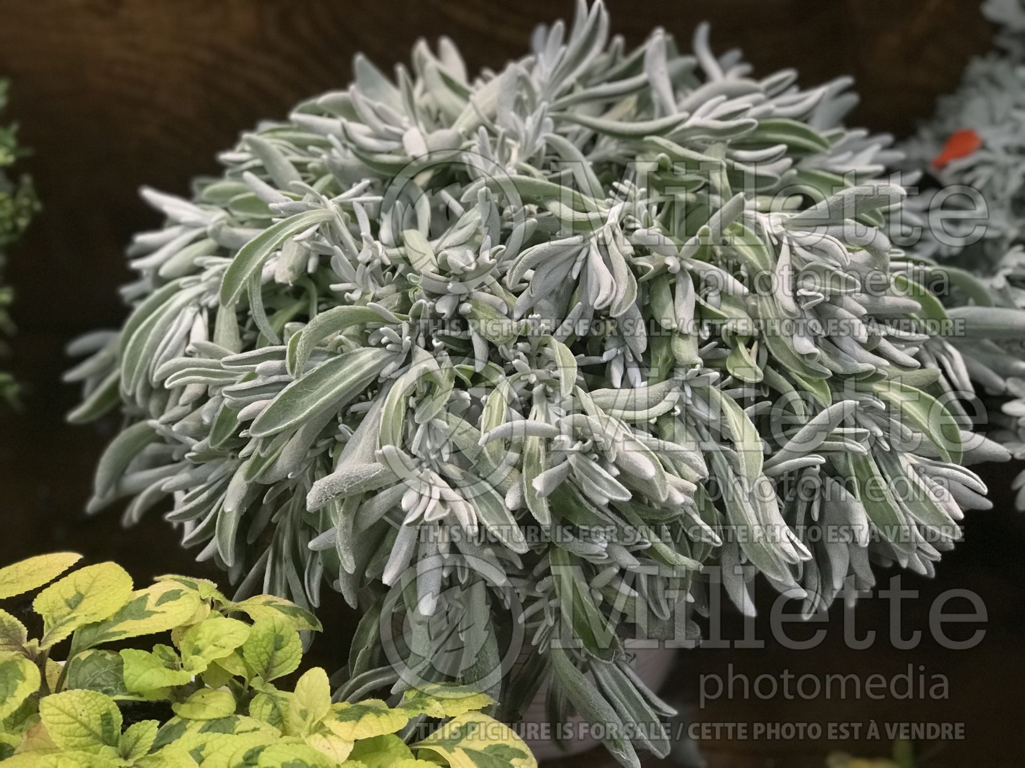 Didelta FancyFillers Silver Strand (Didelta Succulent ) 1