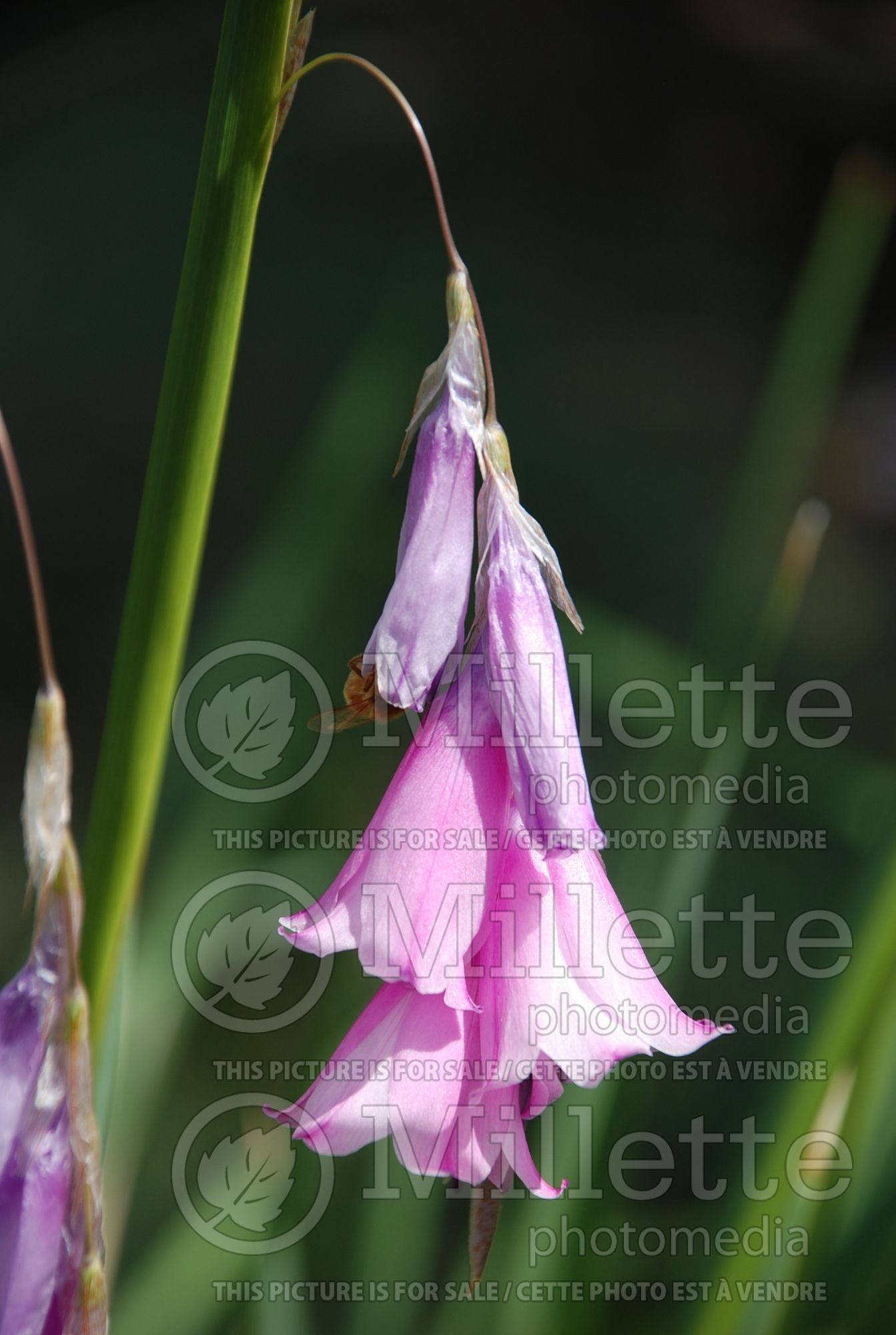 Dierama pulcherrimum (Angel's Fishing Rod, Fairy Wand, Wandflower) 1
