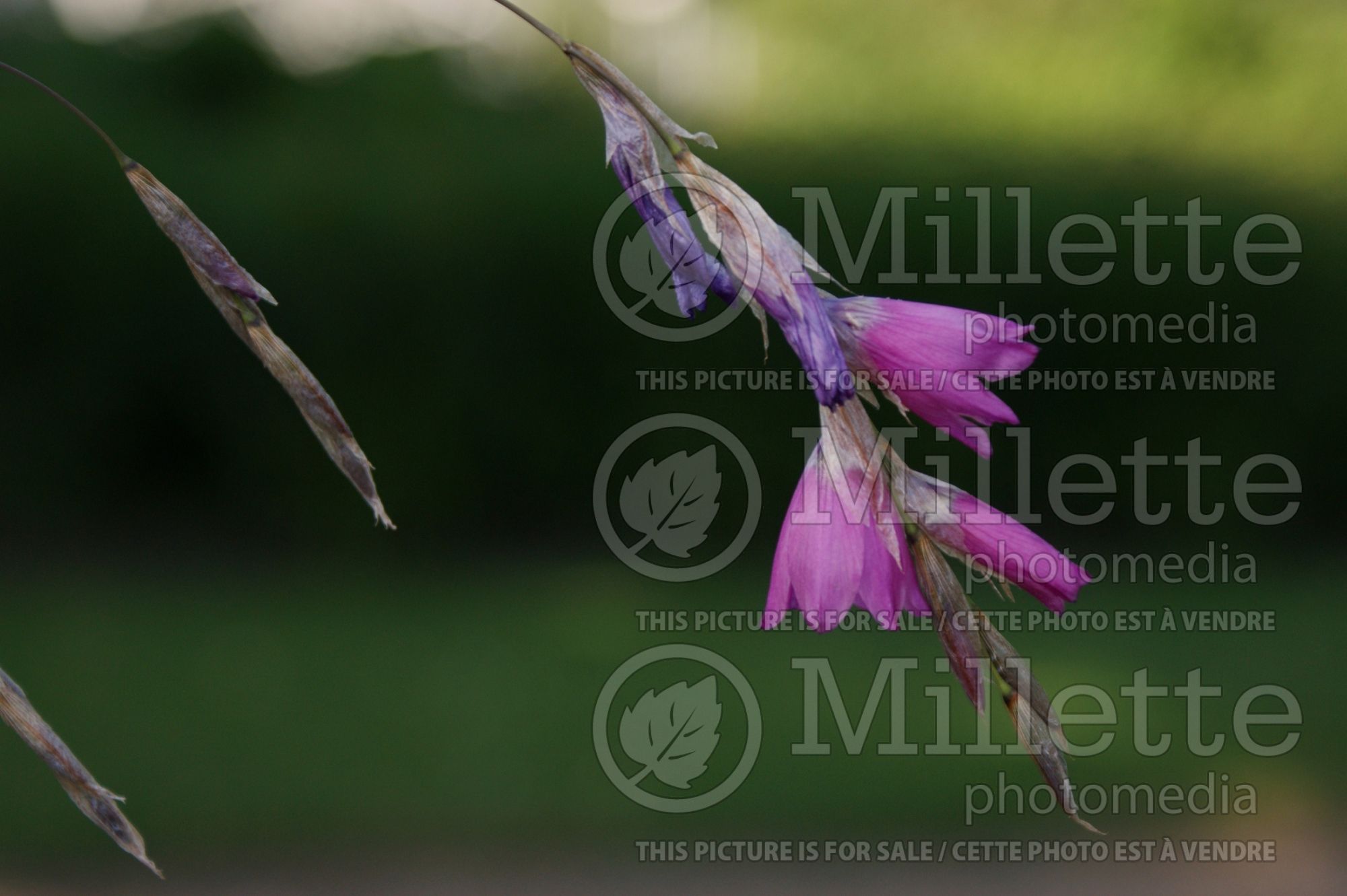 Dierama pulcherrimum (Angel's Fishing Rod, Fairy Wand, Wandflower) 2