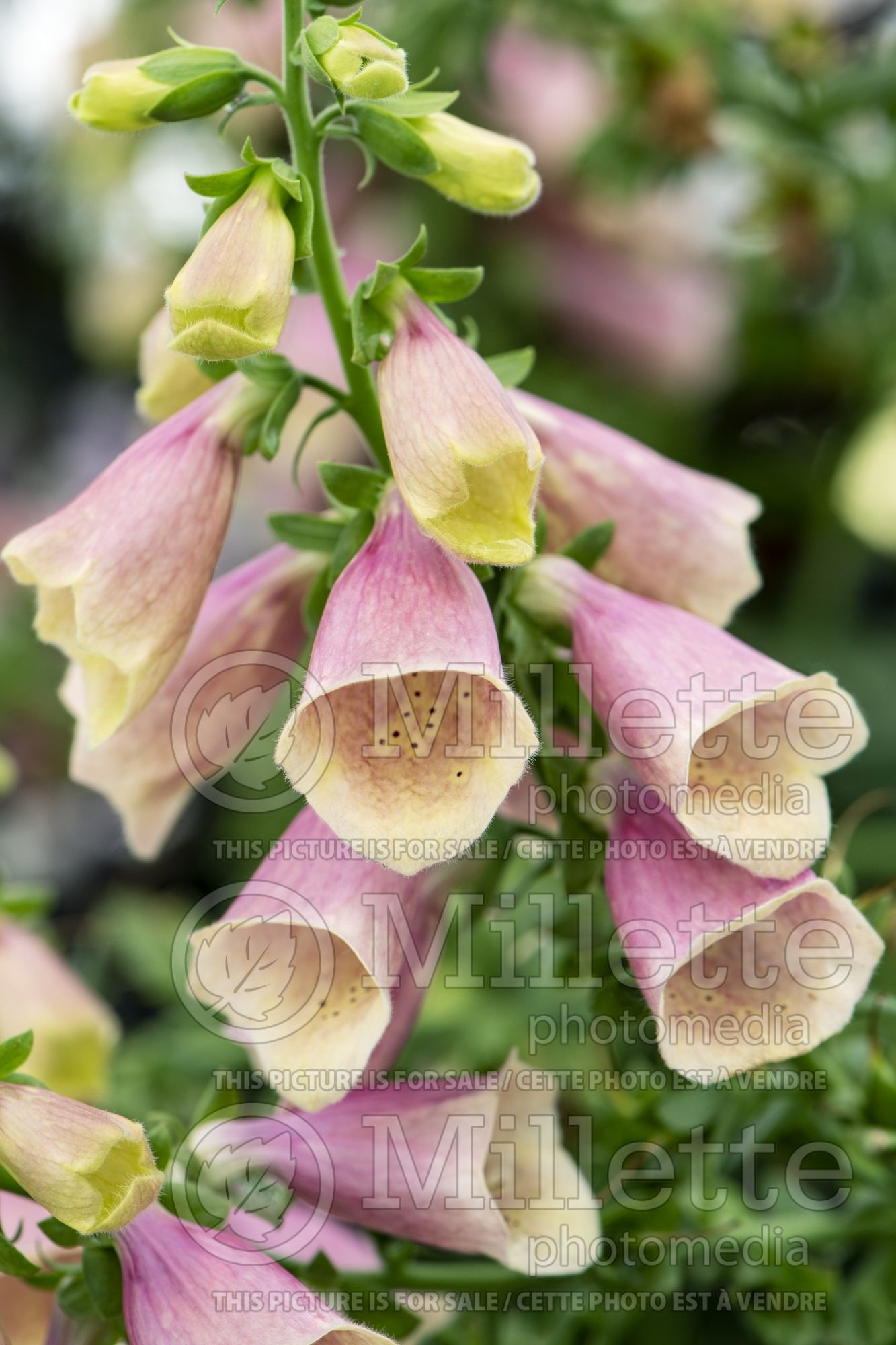 Digitalis Arctic Fox Rose (Foxgloves) 1