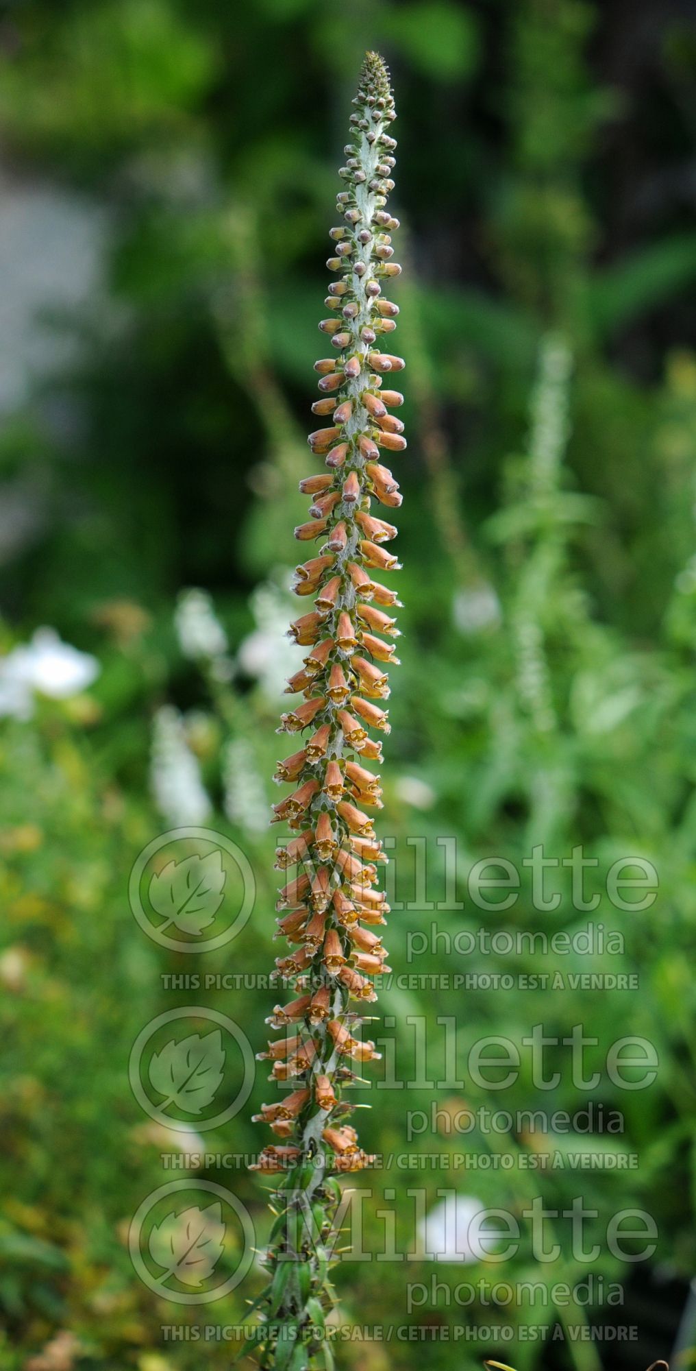 Digitalis ferruginea (Rusty Foxgloves) 2