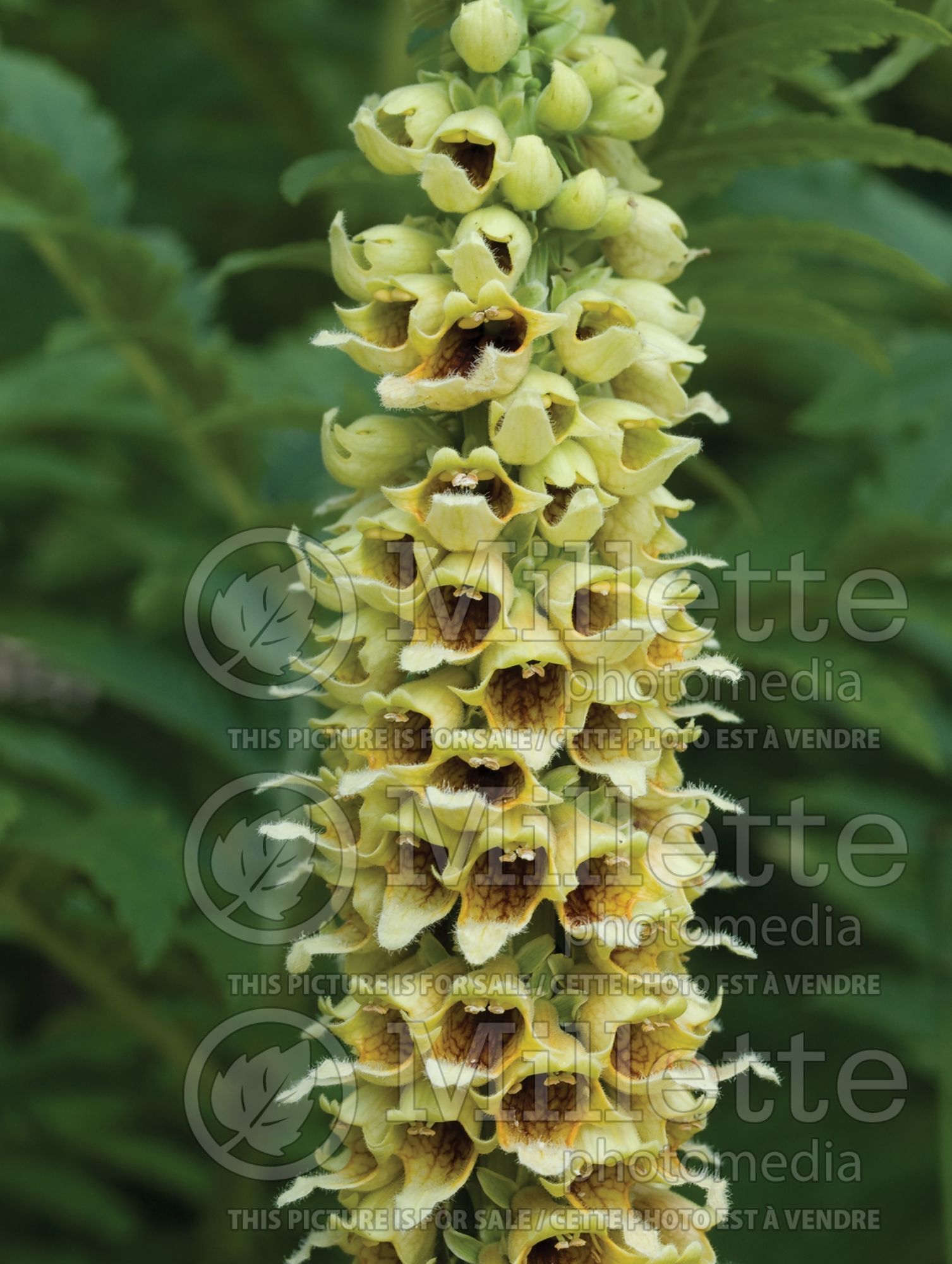 Digitalis ferruginea (Rusty Foxgloves) 3