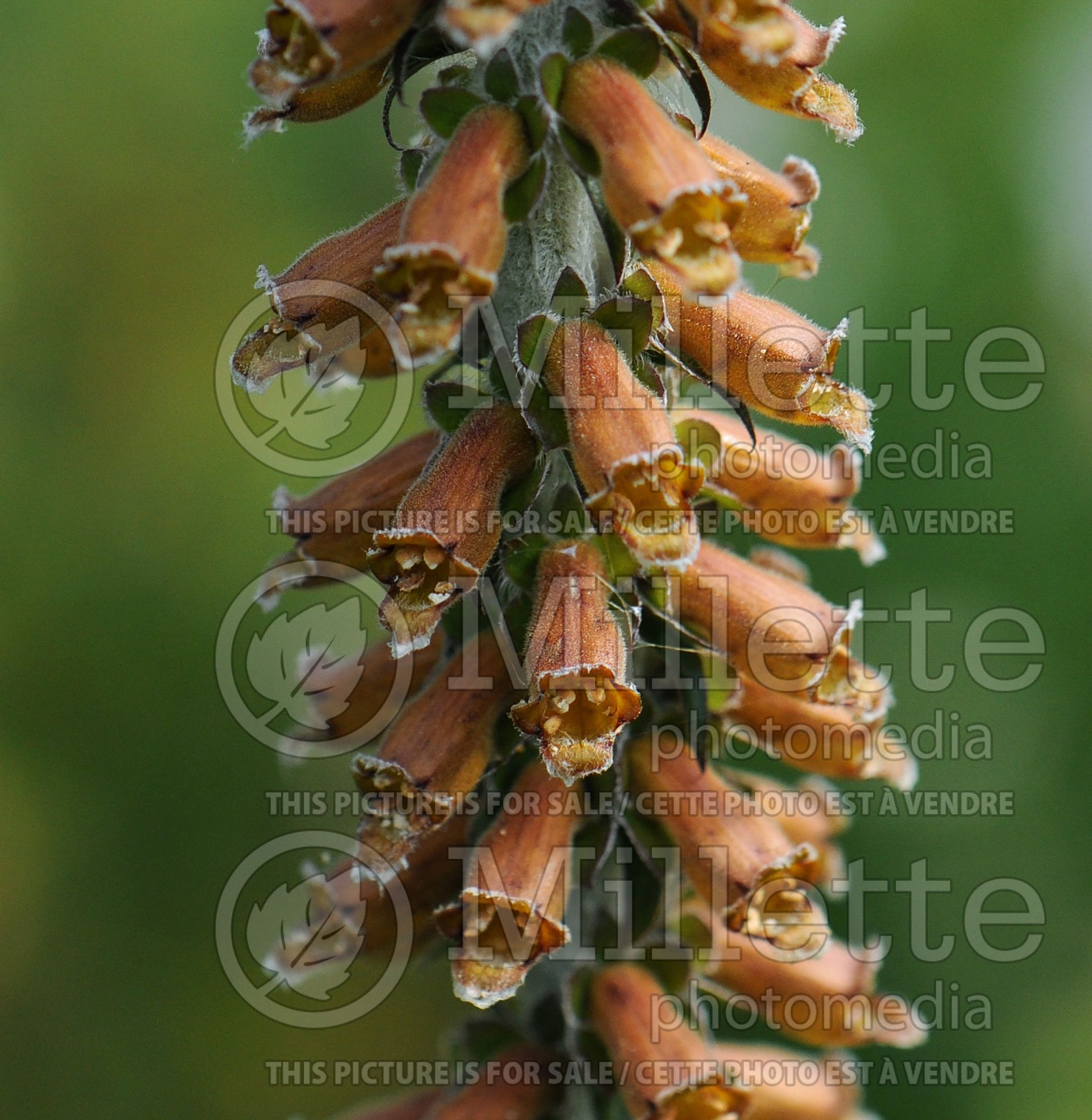 Digitalis ferruginea (Rusty Foxgloves) 1