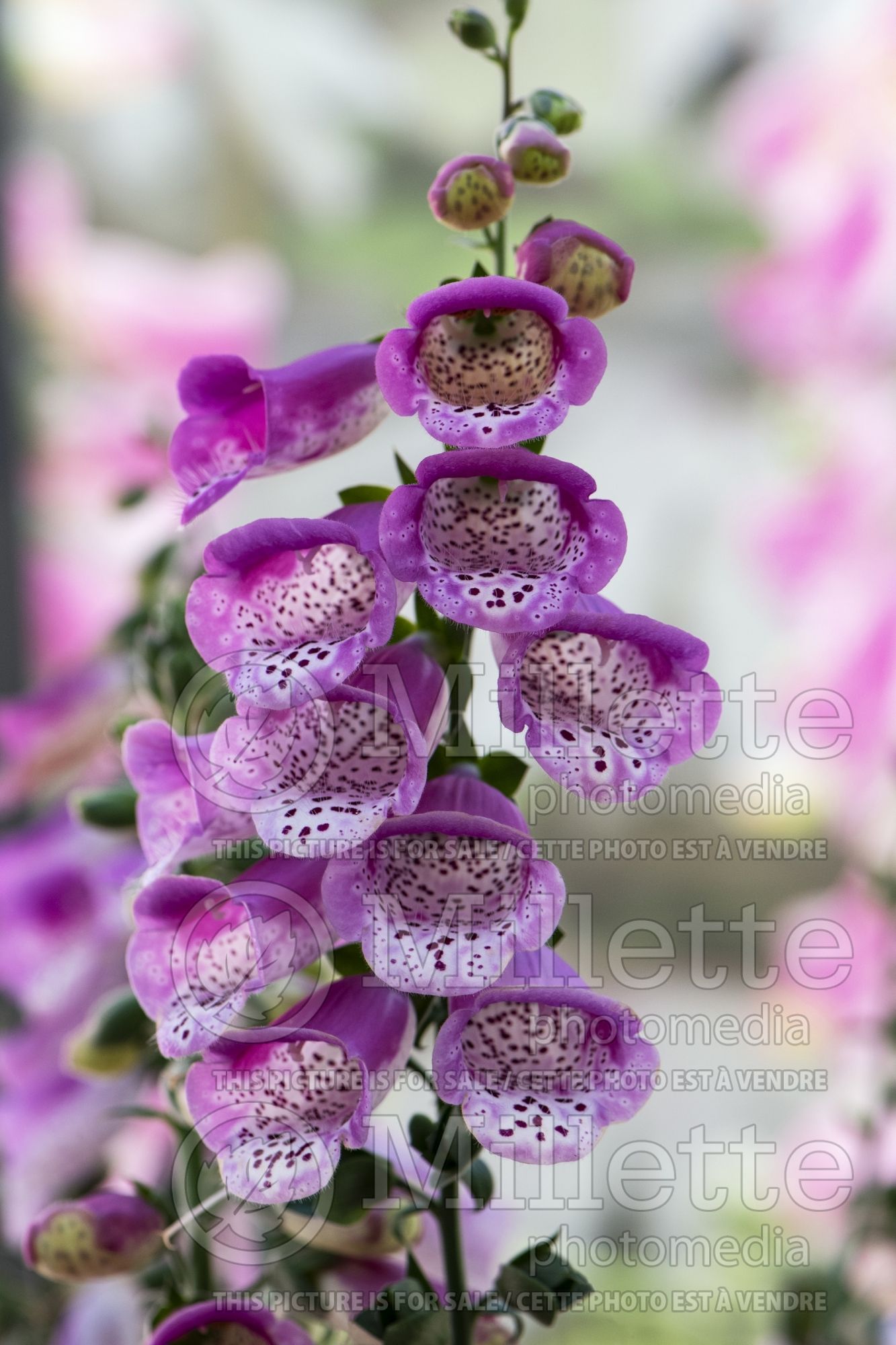 Digitalis Pink Panther (Foxgloves) 3