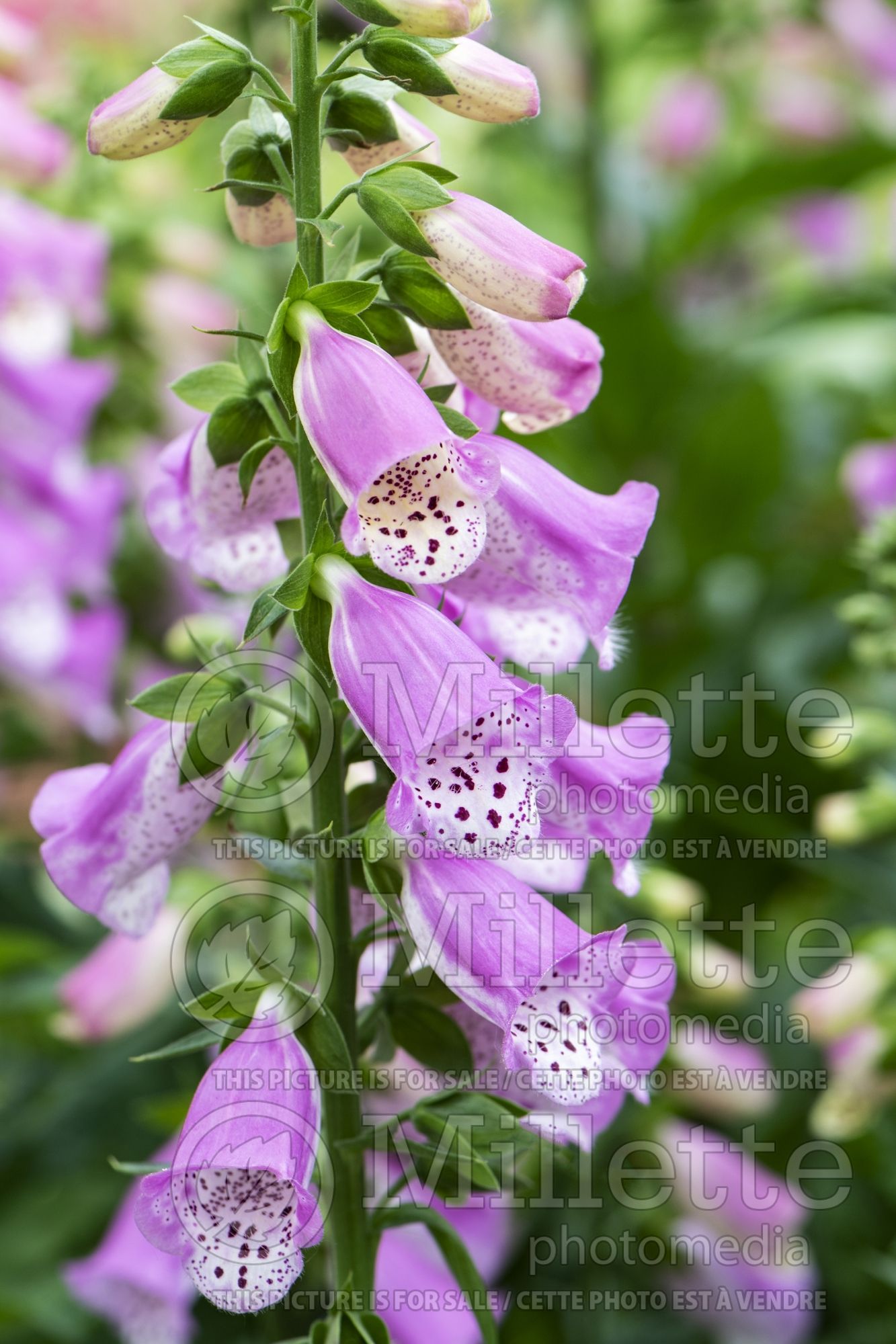 Digitalis Pink Panther (Foxgloves) 4