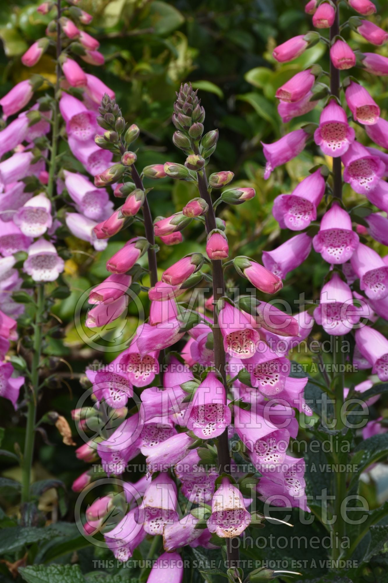 Digitalis Pink Panther (Foxgloves) 2