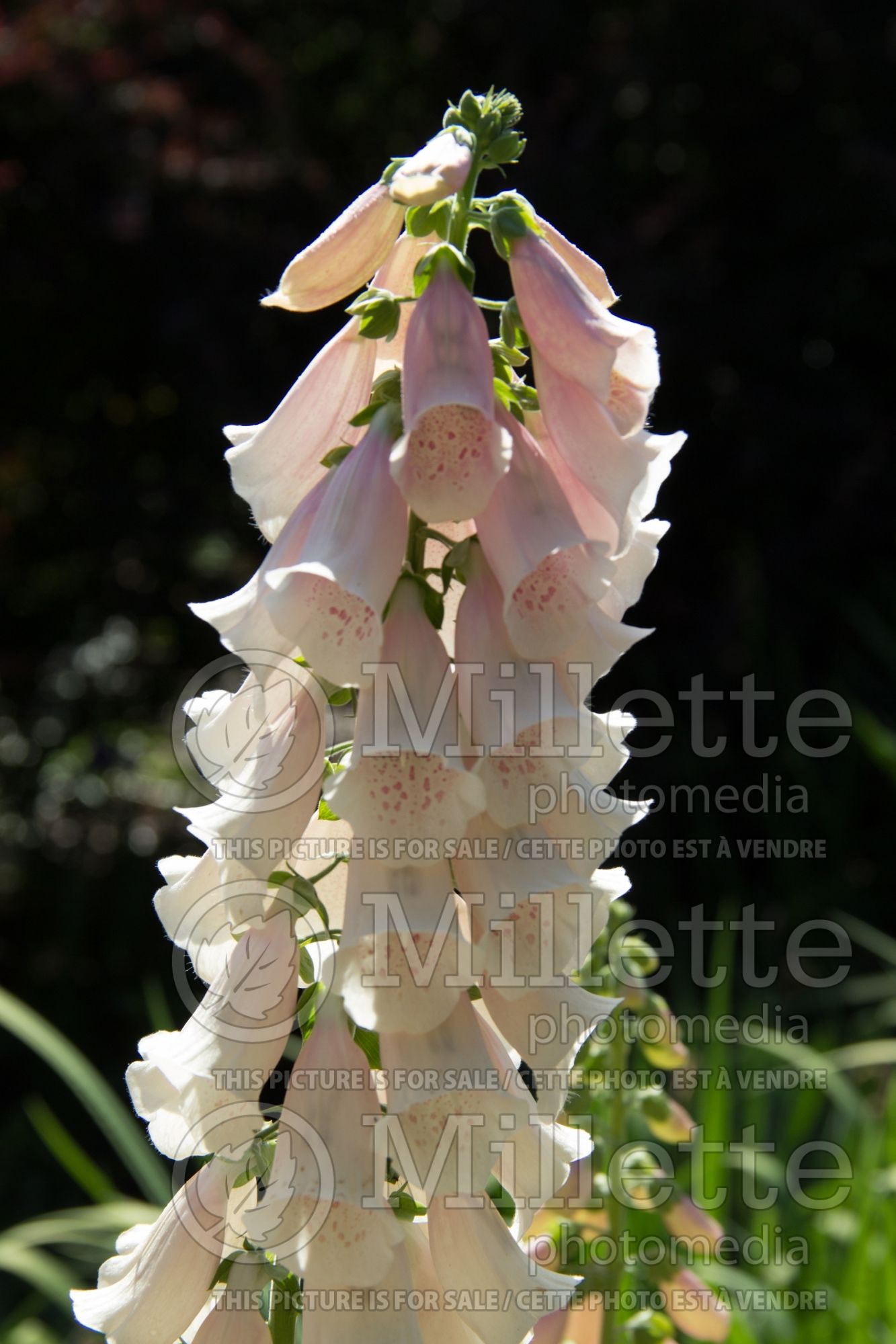 Digitalis Apricot Beauty (Foxgloves) 1