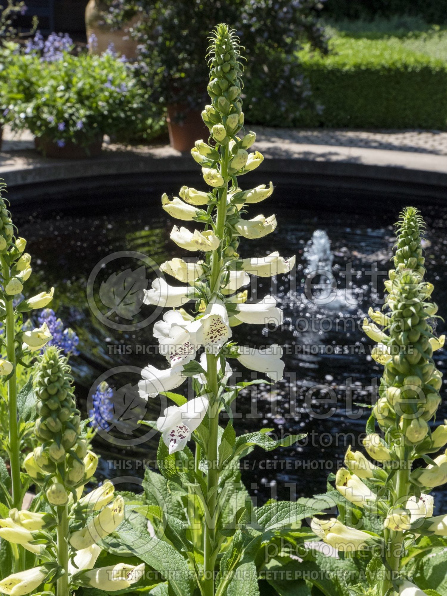 Digitalis Dalmatian White (Foxgloves) 2