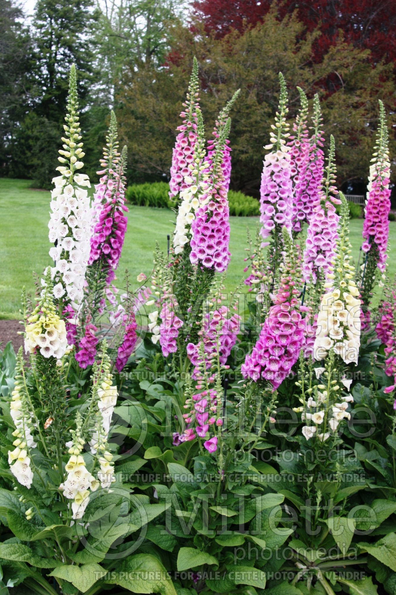 Digitalis - Mix (Foxgloves) 1