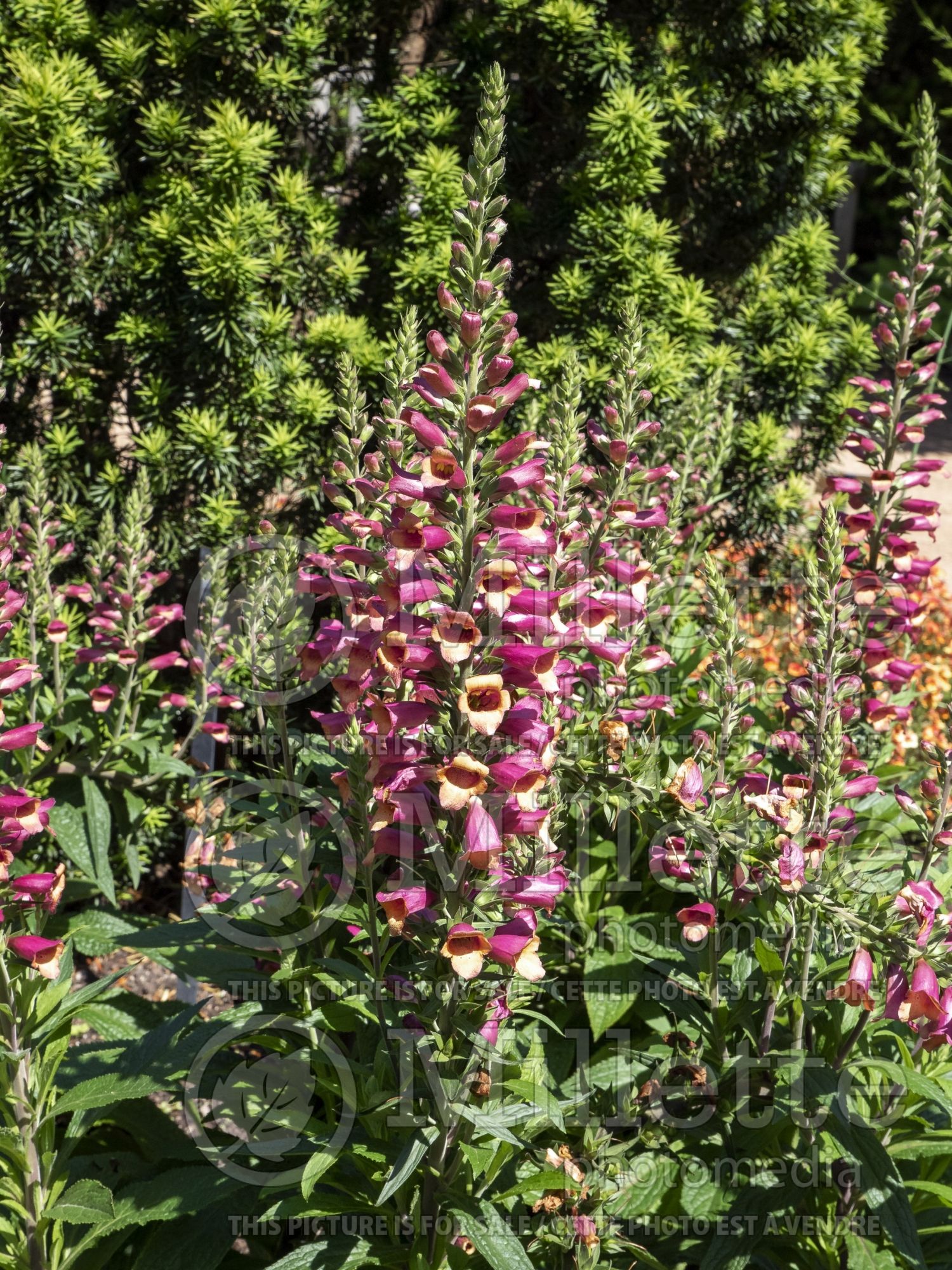 Digitalis Foxlight Ruby Glow (Foxglove) 2