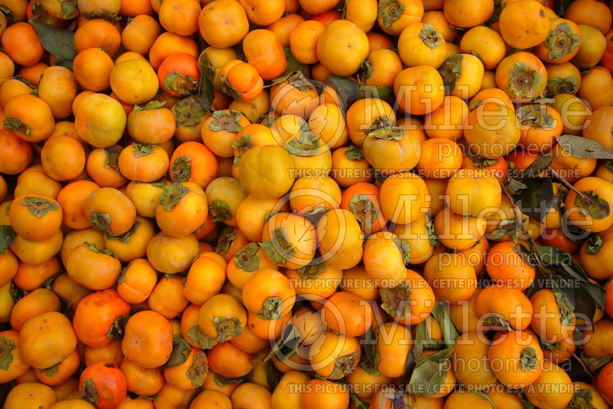 Diospyros Fuyu (Oriental persimmon- fruit - kaki) 1