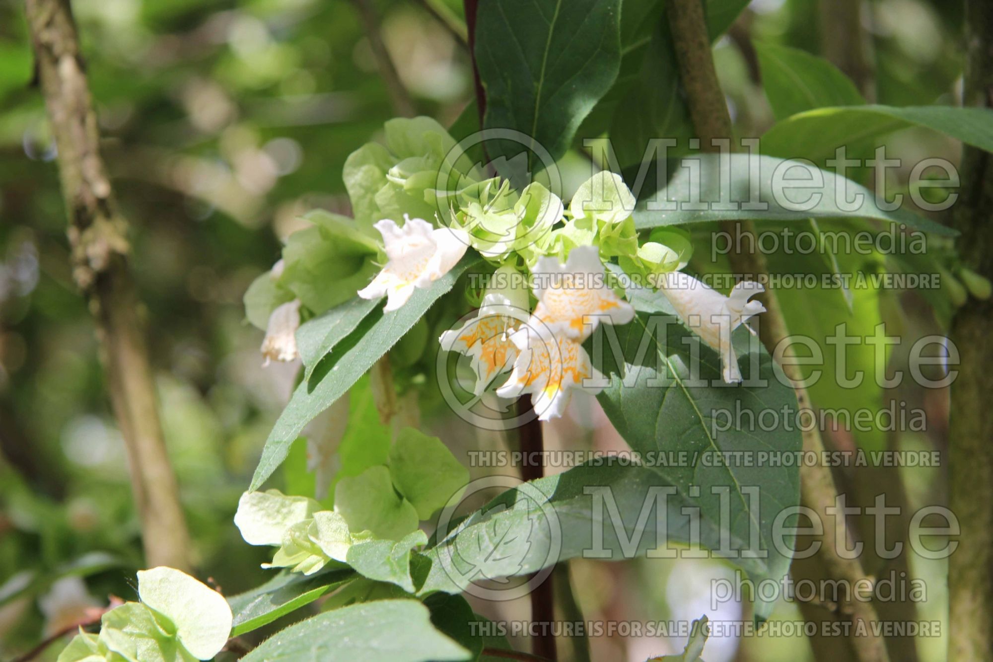 Dipelta yunnanensis (Yunnan Honeysuckle) 2