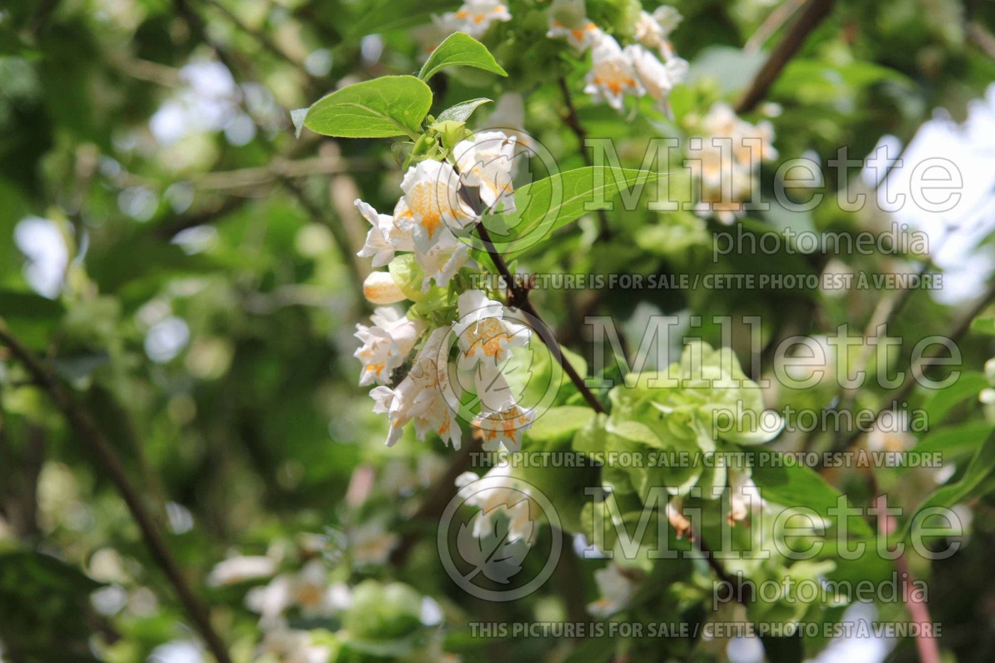 Dipelta yunnanensis (Yunnan Honeysuckle) 3