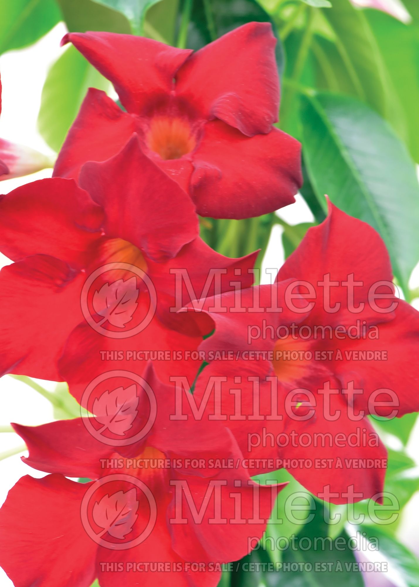 Dipladenia Mandevilla Madinia Maximo Red (Mandevilla) 1