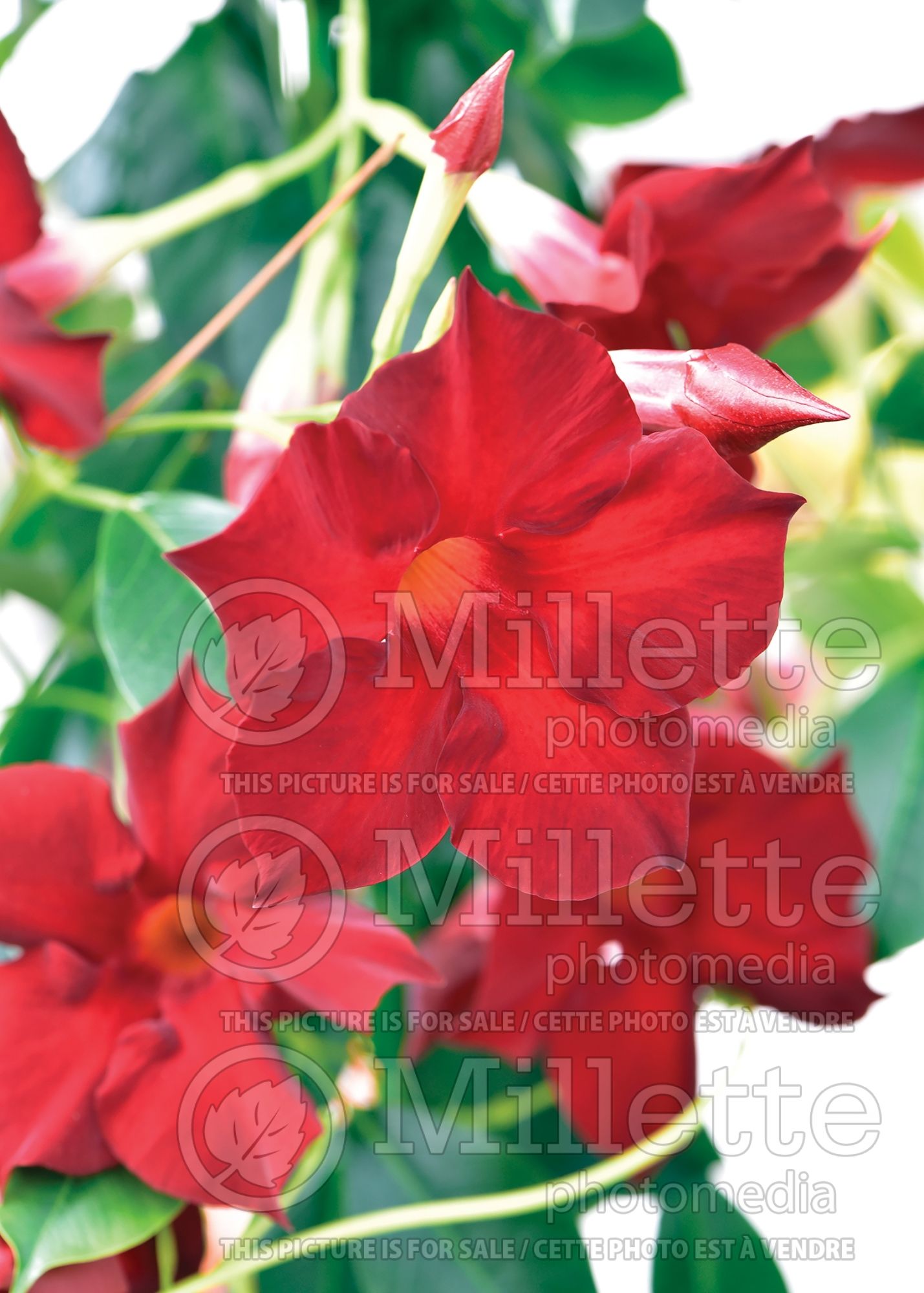 Dipladenia Mandevilla Madinia Maximo Red (Mandevilla) 2