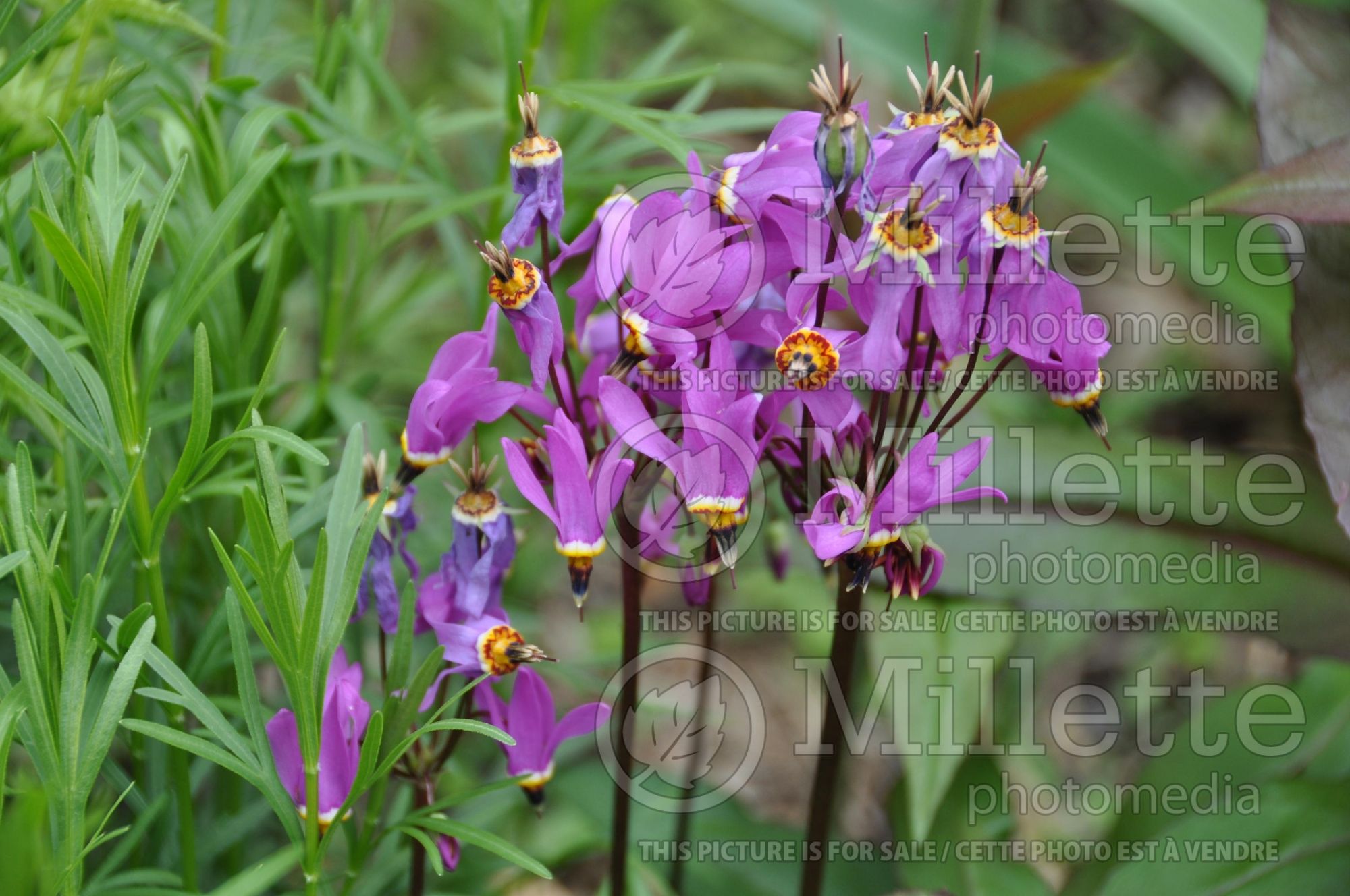 Dodecatheon meadia (Shooting Star) 3