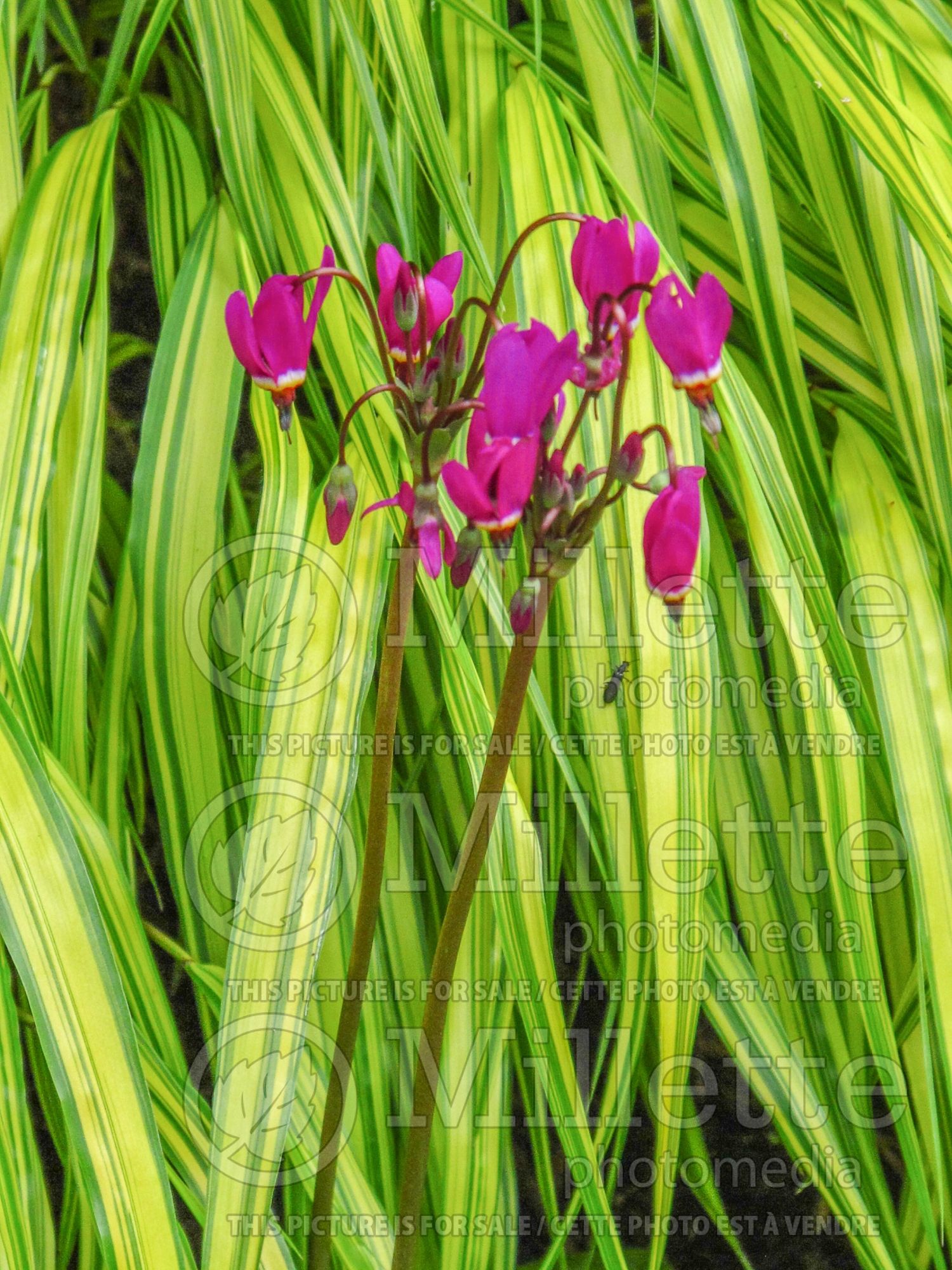Dodecatheon meadia (Shooting Star) 5