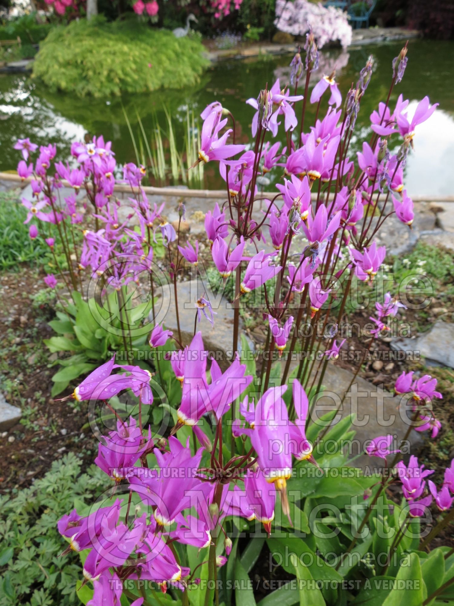 Dodecatheon meadia (Shooting Star) 4