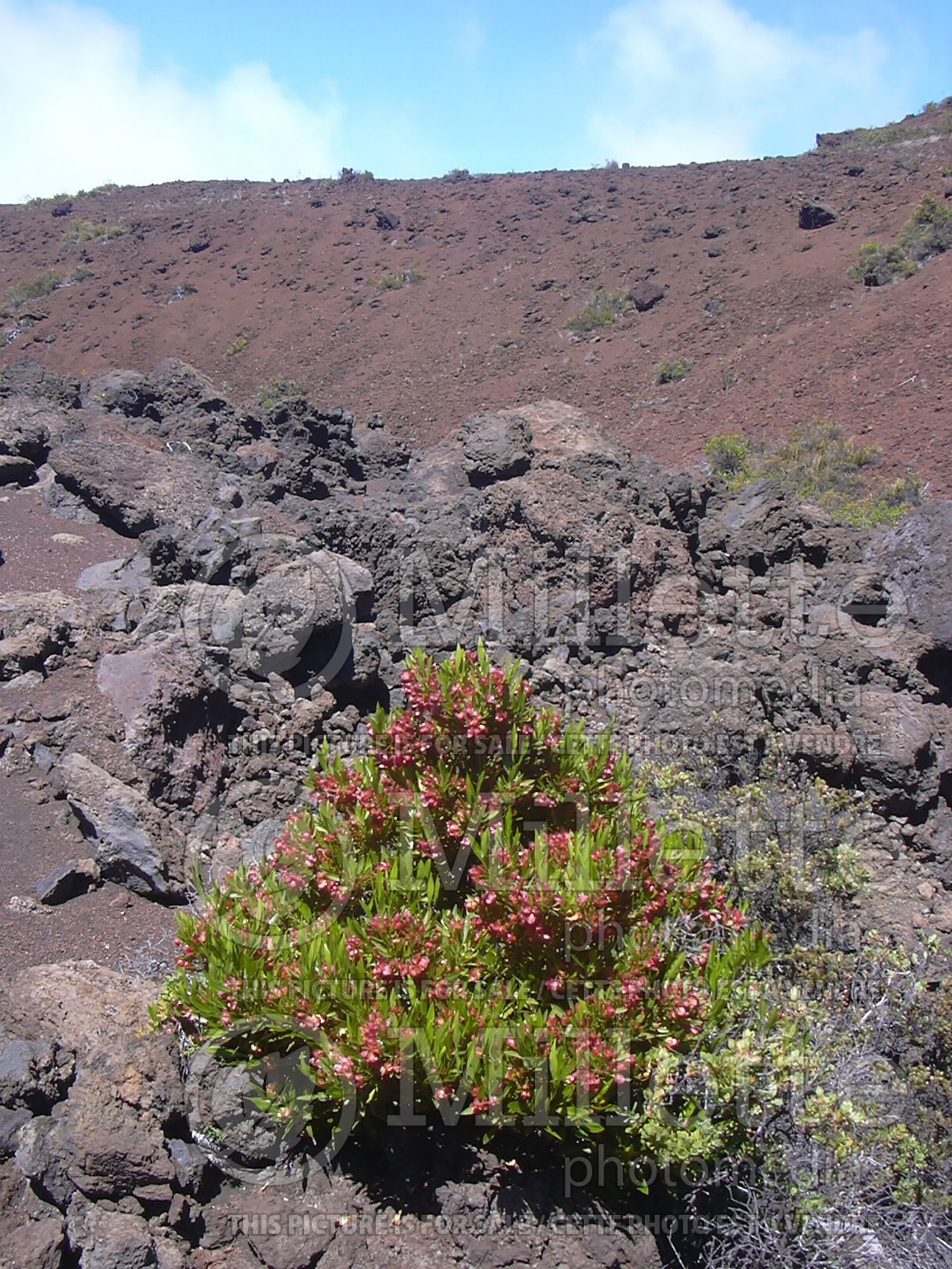 Dodonaea viscosa (sticky hop bush) 4