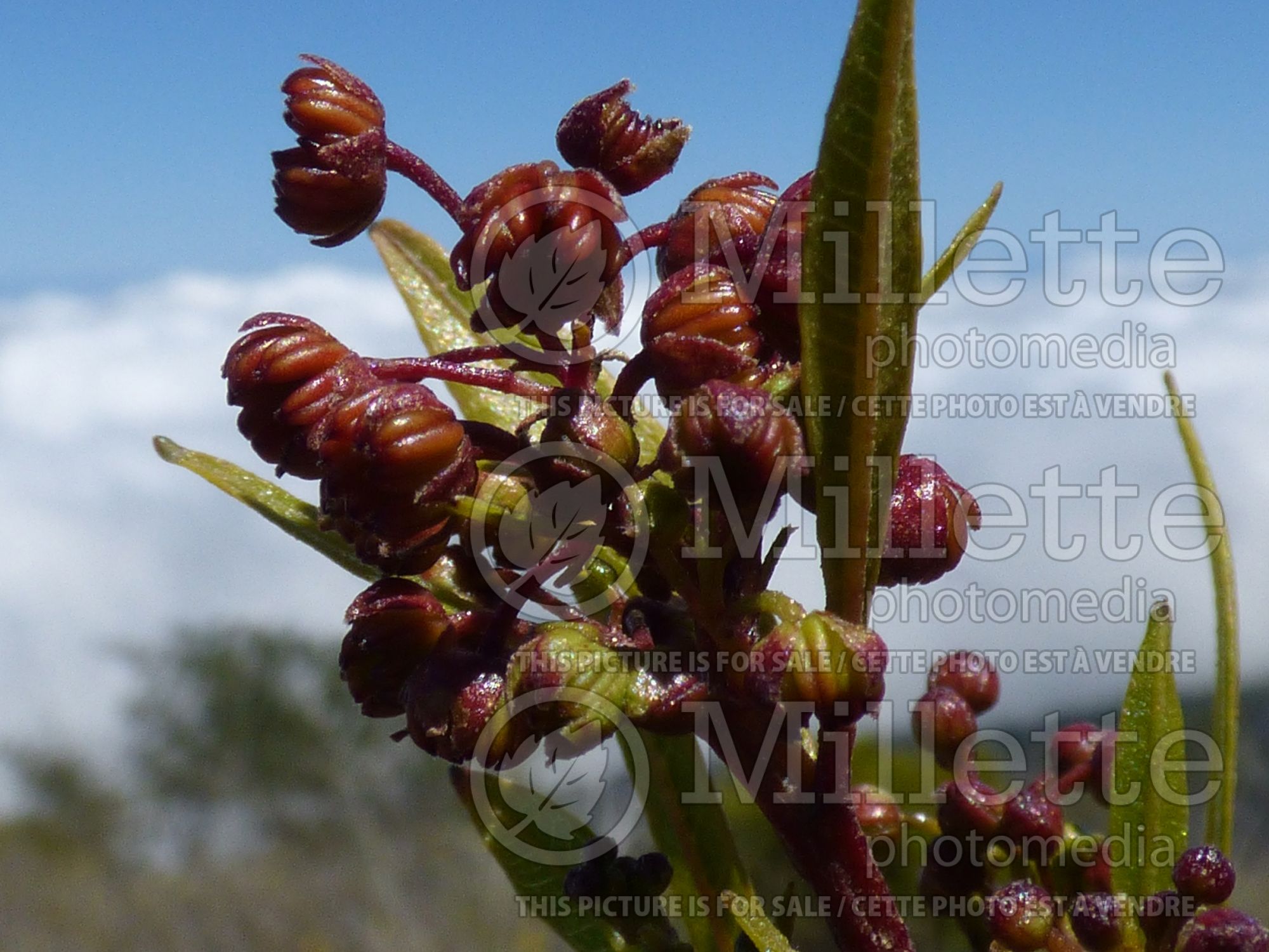 Dodonaea viscosa (sticky hop bush) 5