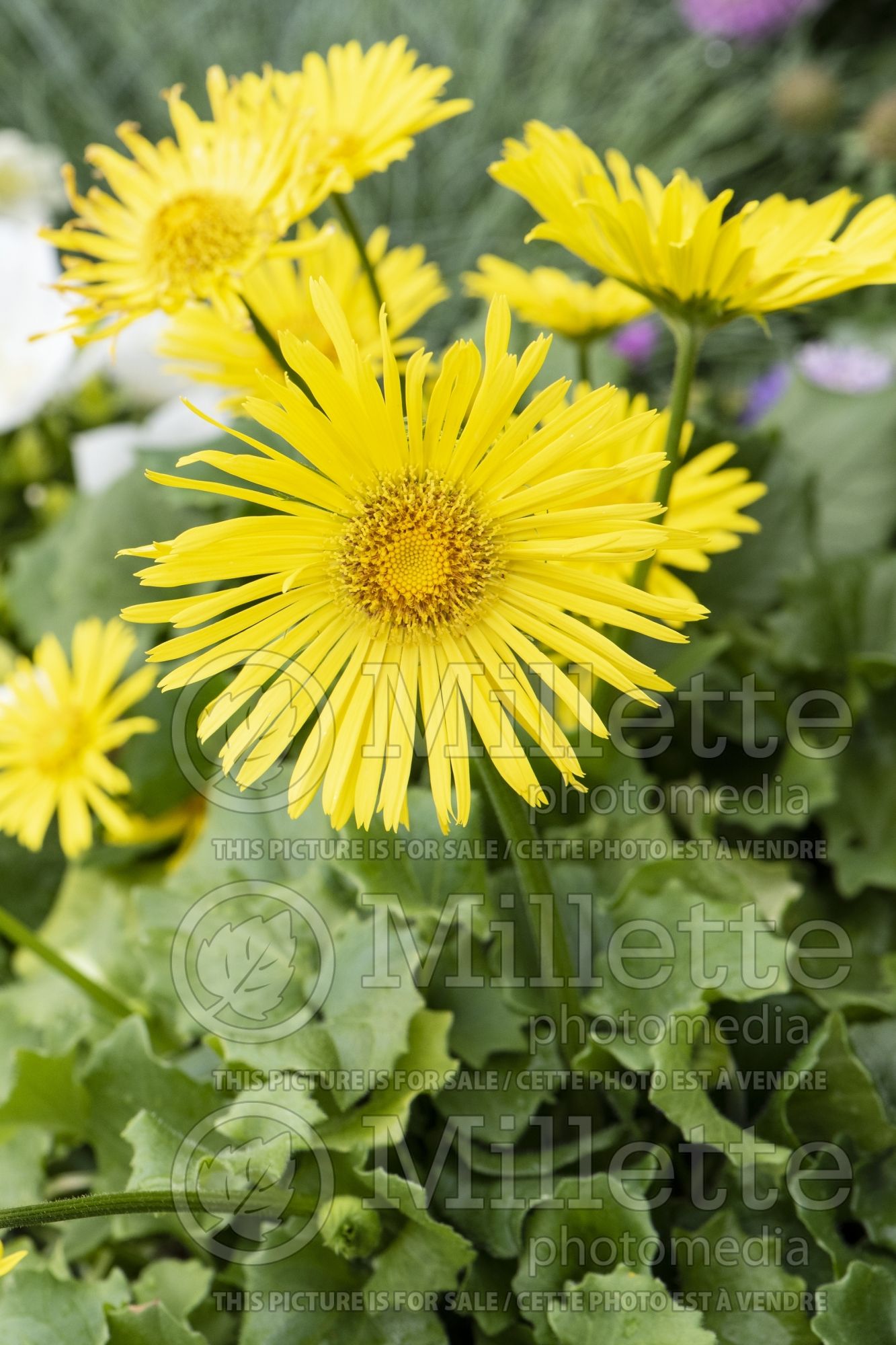 Doronicum Little Leo (Leopard's Bane) 3