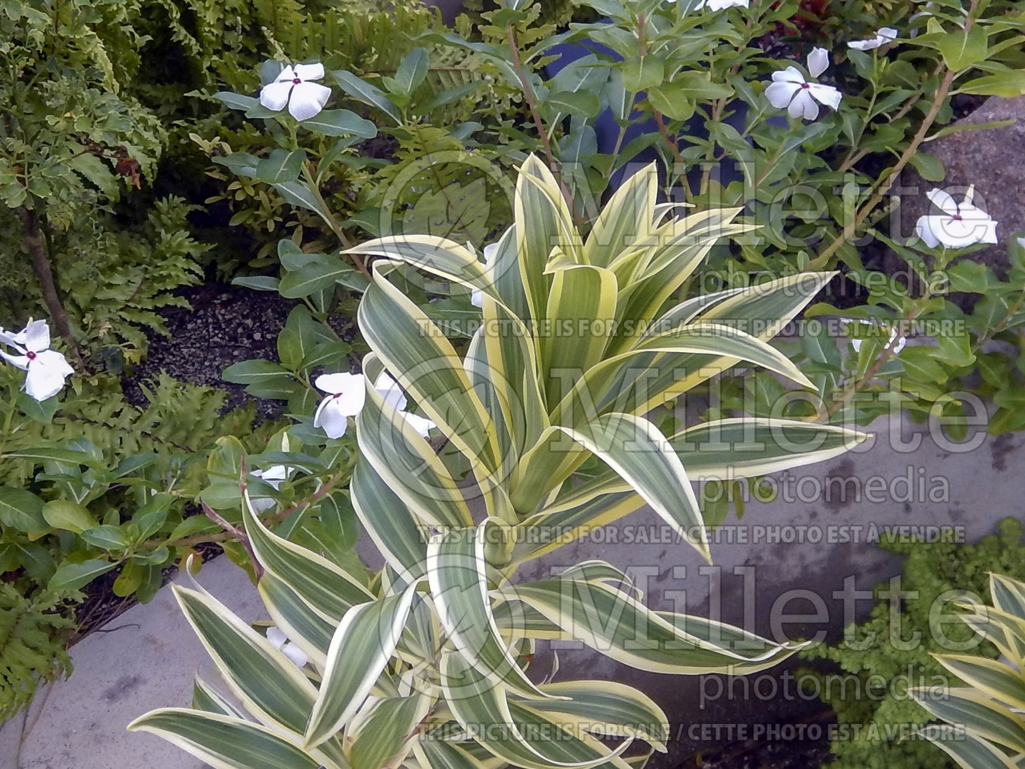 Dracaena Song of India (False Dracaena cabbage tree) 3