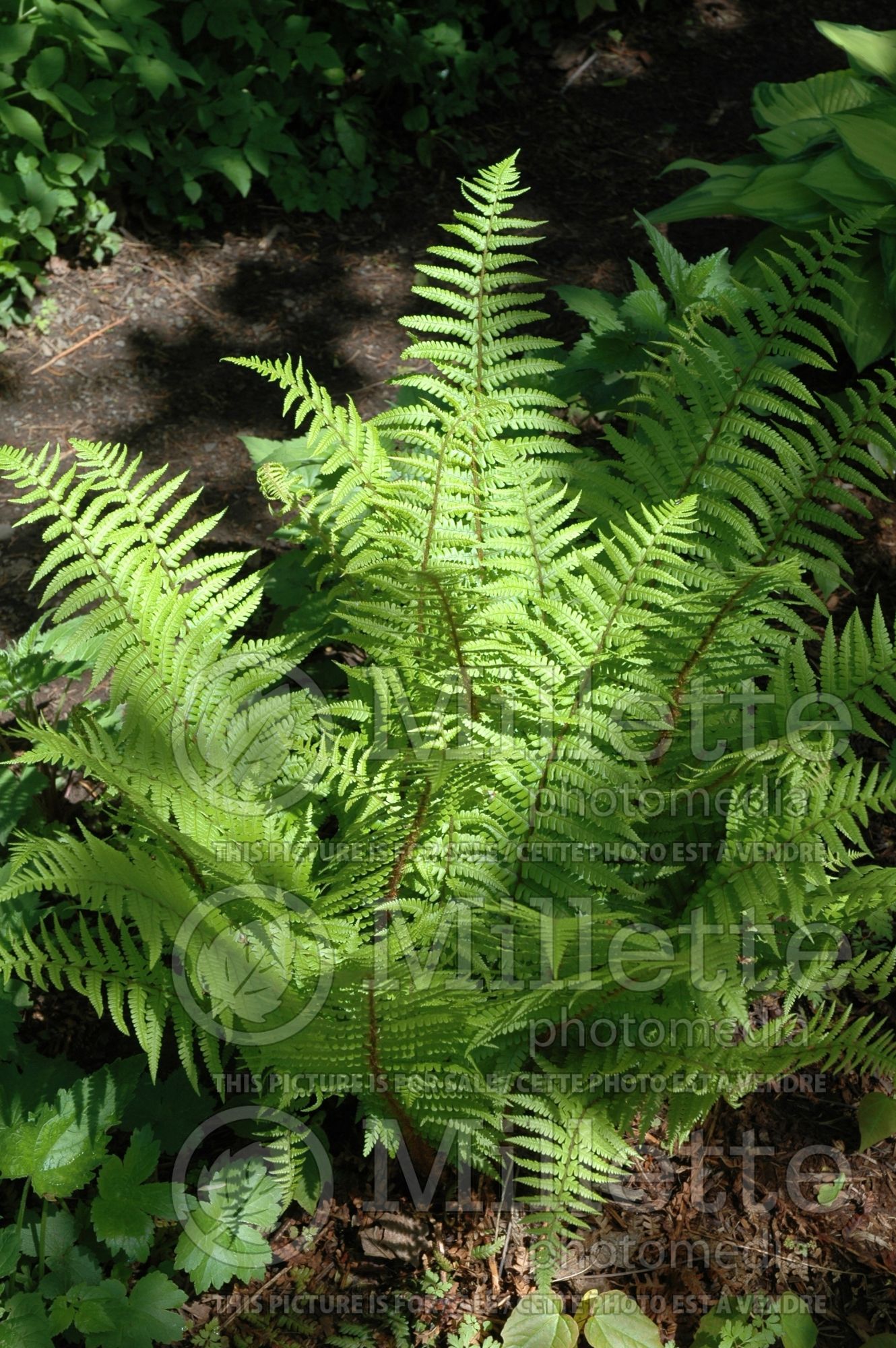 Dryopteris Undulata Robusta (Japanese shield fern (male fern) 3