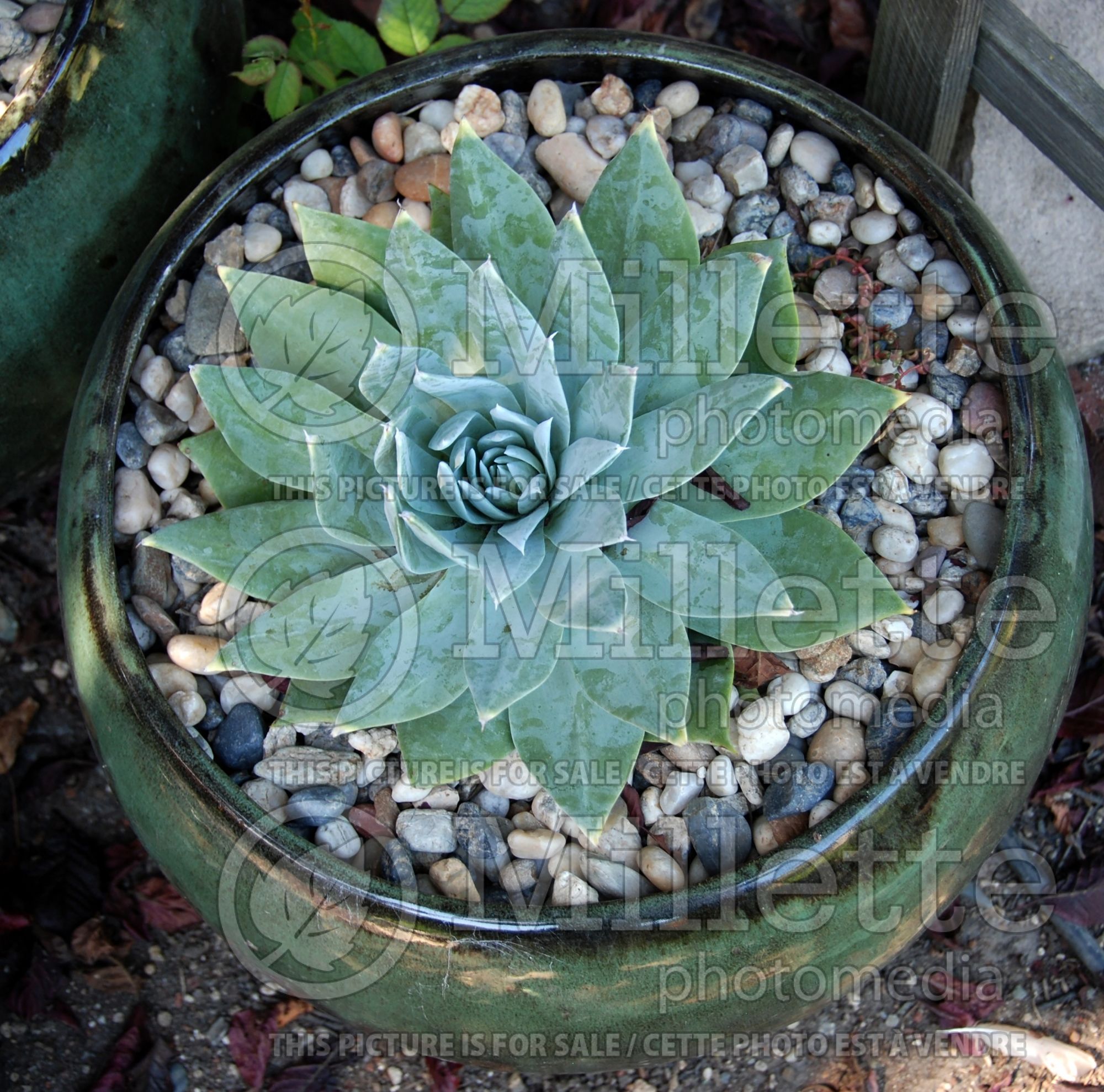 Dudleya brittonii (giant chalk dudleya cactus) 31