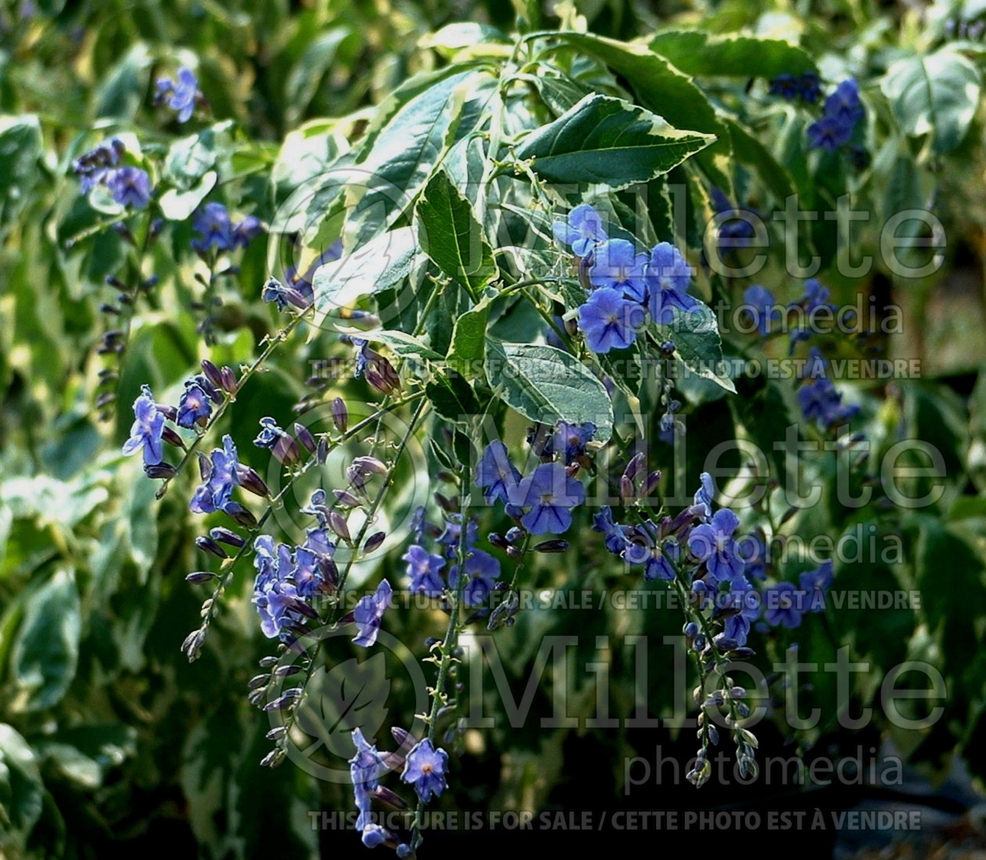 Duranta Variegata (Sky Flower) 1