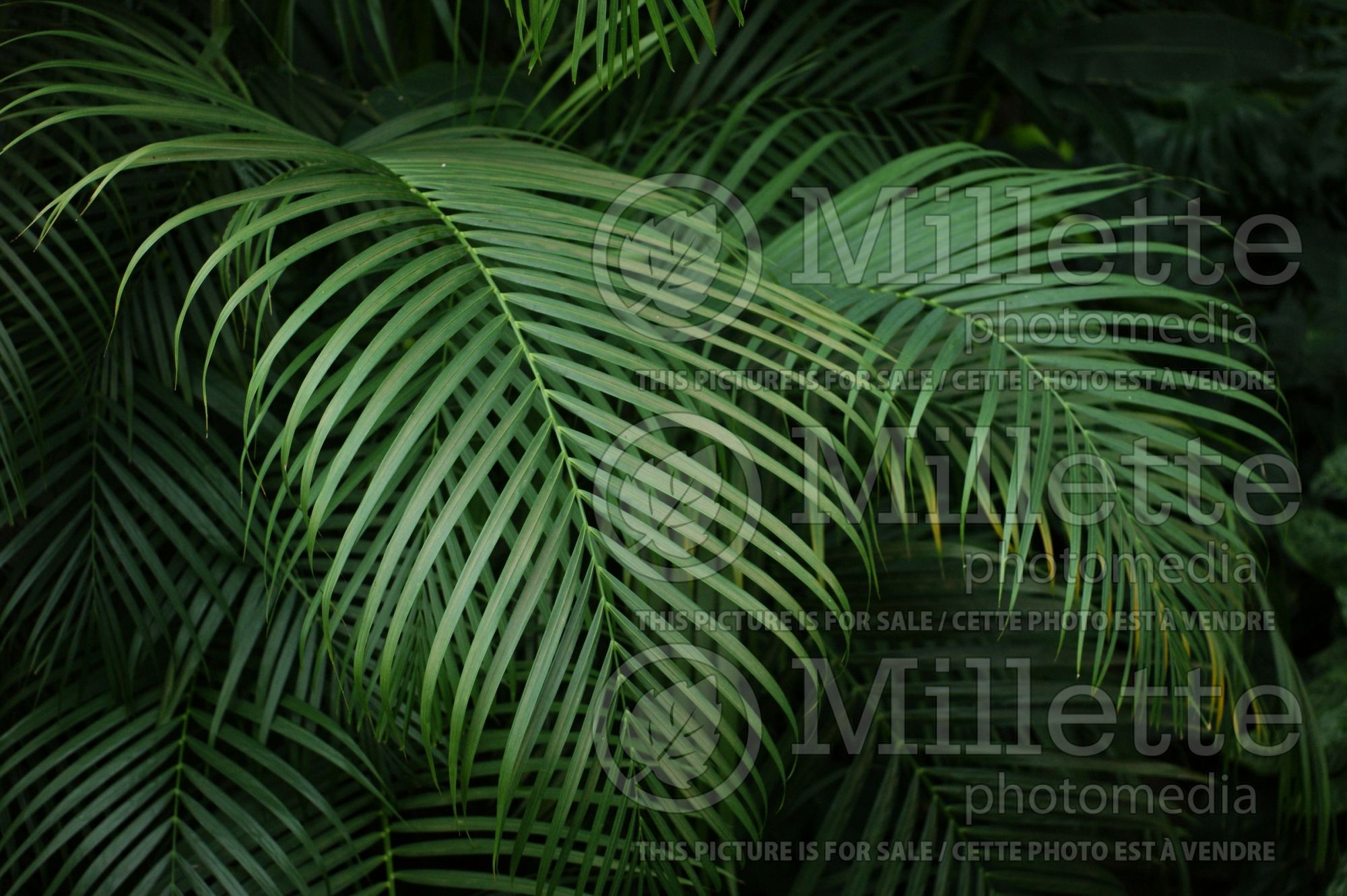 Dypsis lutescens aka Chrysalidocarpus lutescens (Areca Palm or Butterfly Palm) 10